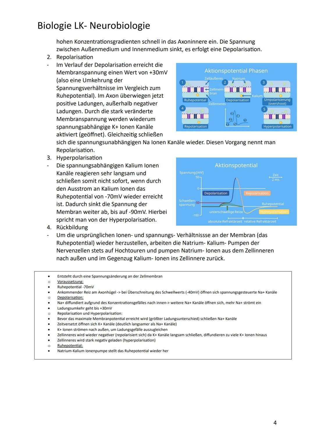 # Biologie LK- Neurobiologie
1.Bau des Neurons/ Nervenzelle
Sinneszellen können aus der Umgebung auftreffende Reize i elektrische Erregung