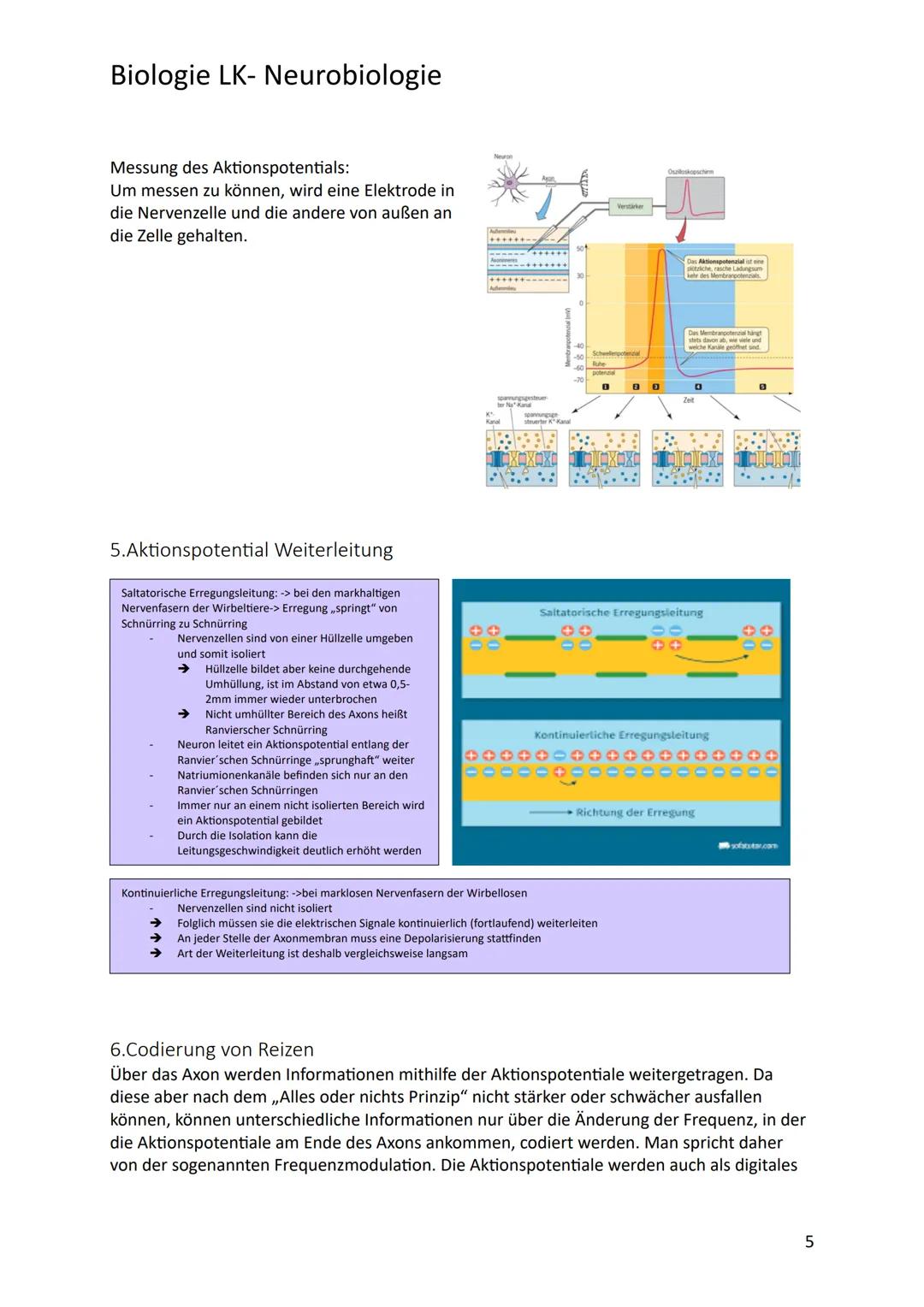 # Biologie LK- Neurobiologie
1.Bau des Neurons/ Nervenzelle
Sinneszellen können aus der Umgebung auftreffende Reize i elektrische Erregung
