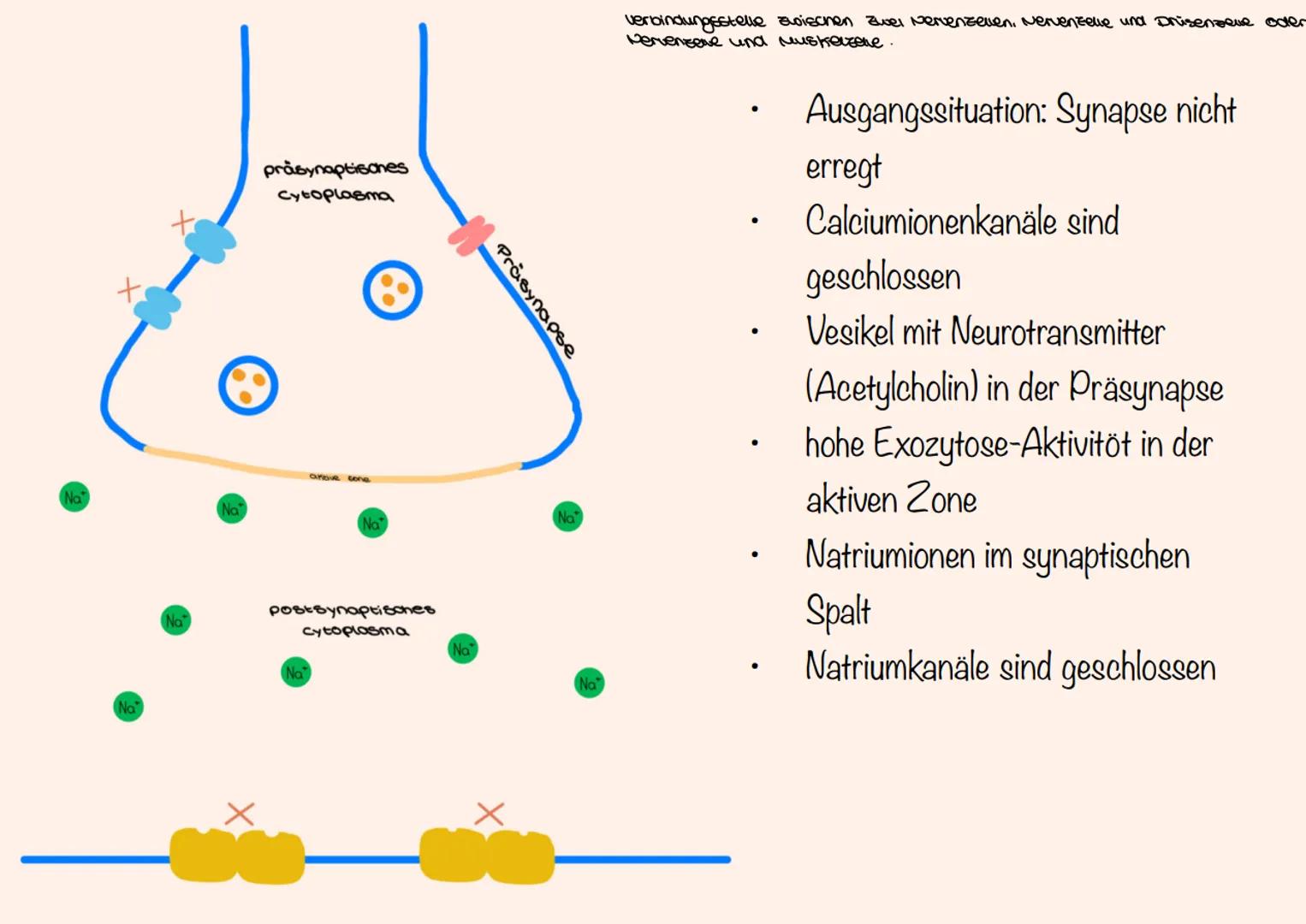 Bio-Aloitur
Neurologie Inhaltsfeld 4: Neurobiologie
SuS
im Grundkurs (KLP S. 32-34)
⚫ beschreiben Aufbau und Funktion des Neurons (UF1),
• e