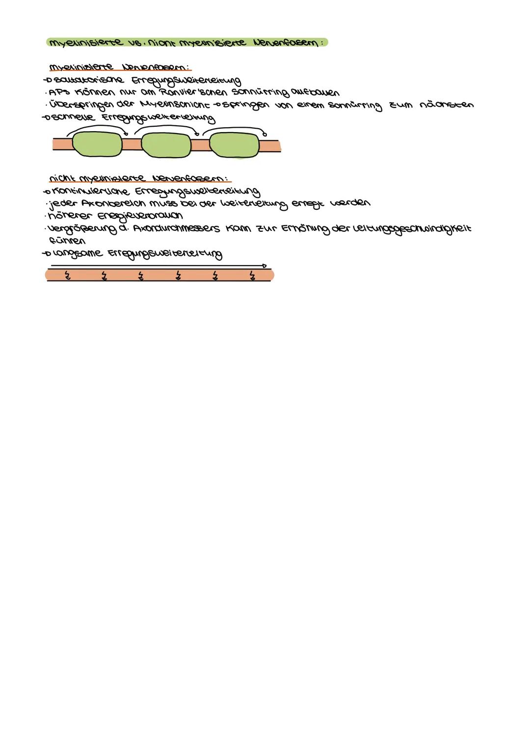Bio-Aloitur
Neurologie Inhaltsfeld 4: Neurobiologie
SuS
im Grundkurs (KLP S. 32-34)
⚫ beschreiben Aufbau und Funktion des Neurons (UF1),
• e