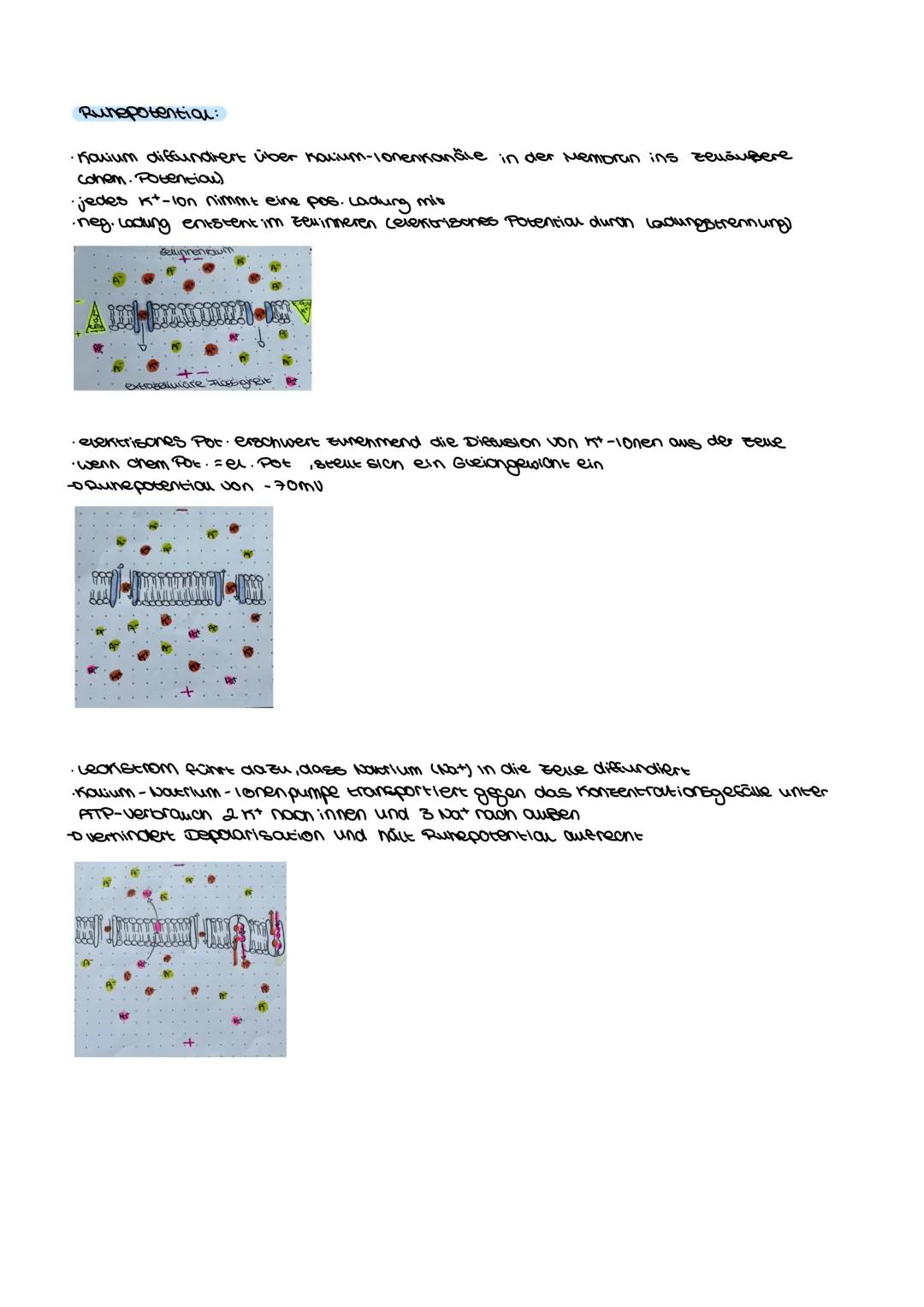 Bio-Aloitur
Neurologie Inhaltsfeld 4: Neurobiologie
SuS
im Grundkurs (KLP S. 32-34)
⚫ beschreiben Aufbau und Funktion des Neurons (UF1),
• e
