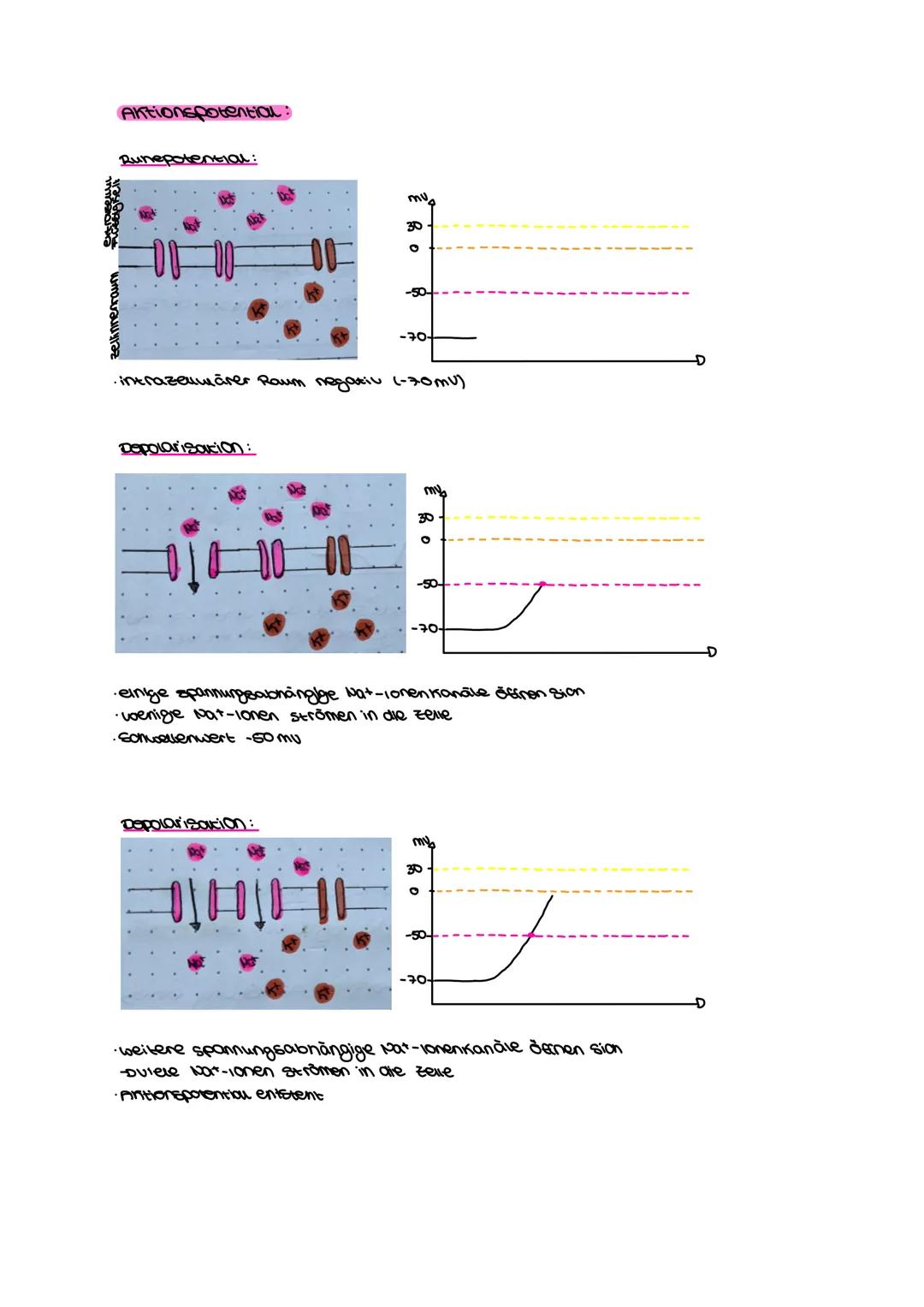 Bio-Aloitur
Neurologie Inhaltsfeld 4: Neurobiologie
SuS
im Grundkurs (KLP S. 32-34)
⚫ beschreiben Aufbau und Funktion des Neurons (UF1),
• e