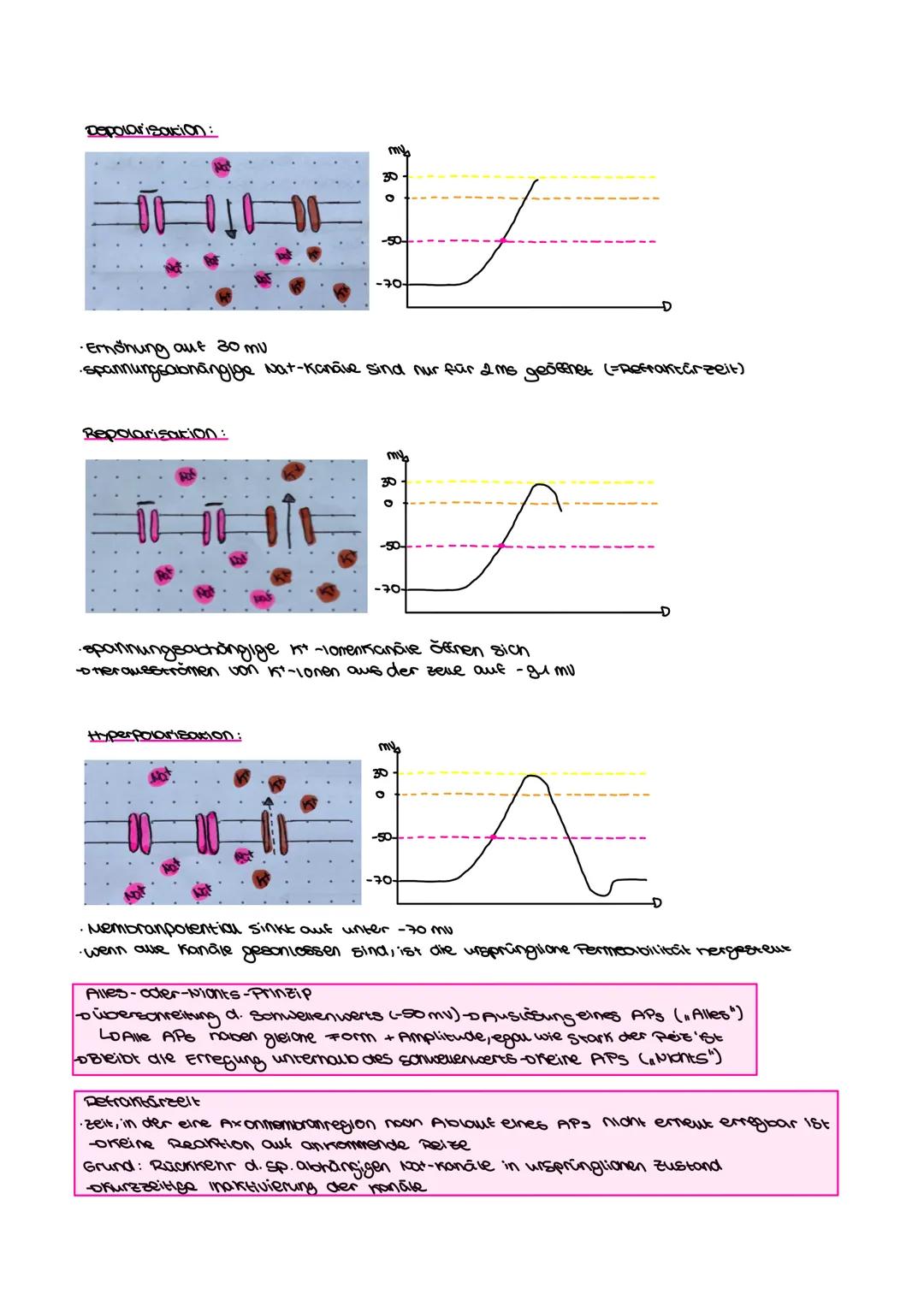 Bio-Aloitur
Neurologie Inhaltsfeld 4: Neurobiologie
SuS
im Grundkurs (KLP S. 32-34)
⚫ beschreiben Aufbau und Funktion des Neurons (UF1),
• e