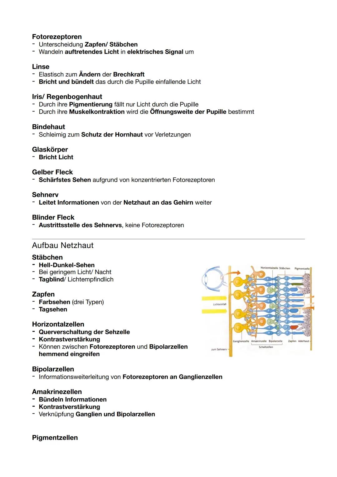 # Bau und Funktion von
# Nervenzellen
### Dendriten
- Empfangen& Weiterleiten von elektrischen Signalen
- Erregung benachbarter Nervenzelle