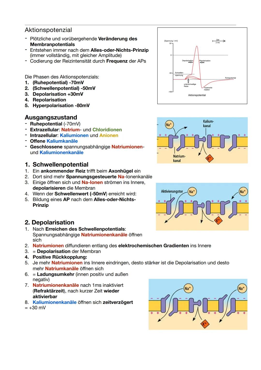 # Bau und Funktion von
# Nervenzellen
### Dendriten
- Empfangen& Weiterleiten von elektrischen Signalen
- Erregung benachbarter Nervenzelle