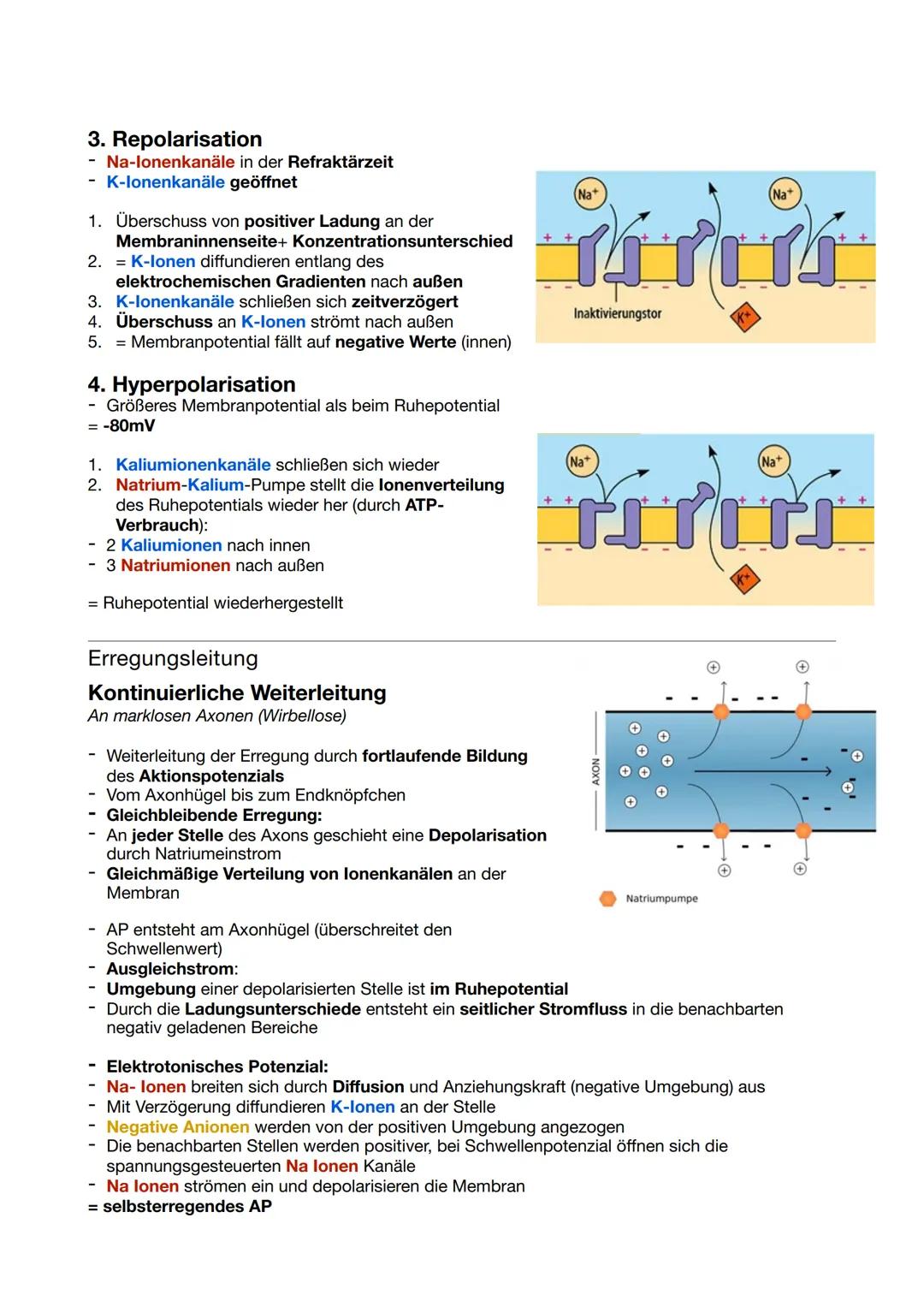 # Bau und Funktion von
# Nervenzellen
### Dendriten
- Empfangen& Weiterleiten von elektrischen Signalen
- Erregung benachbarter Nervenzelle