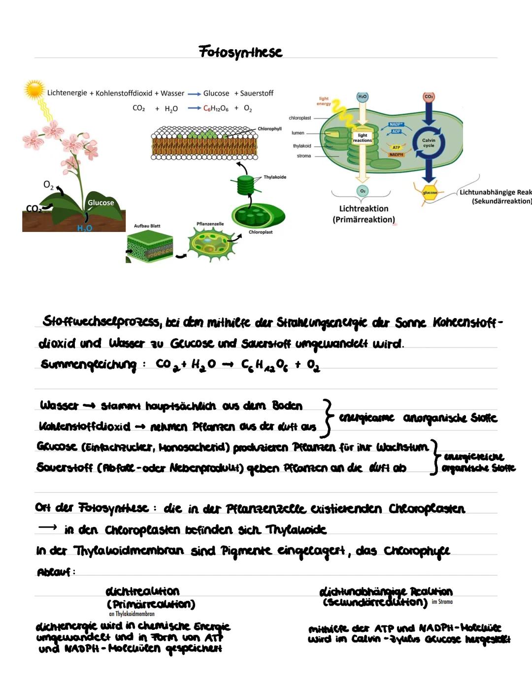 # Fotosynthese
Lichtenergie + Kohlenstoffdioxid + Wasser Glucose + Sauerstoff
CO₂ + H₂O C6H12O6 + 02
chloroplast
Chlorophyll
lumen
thyl