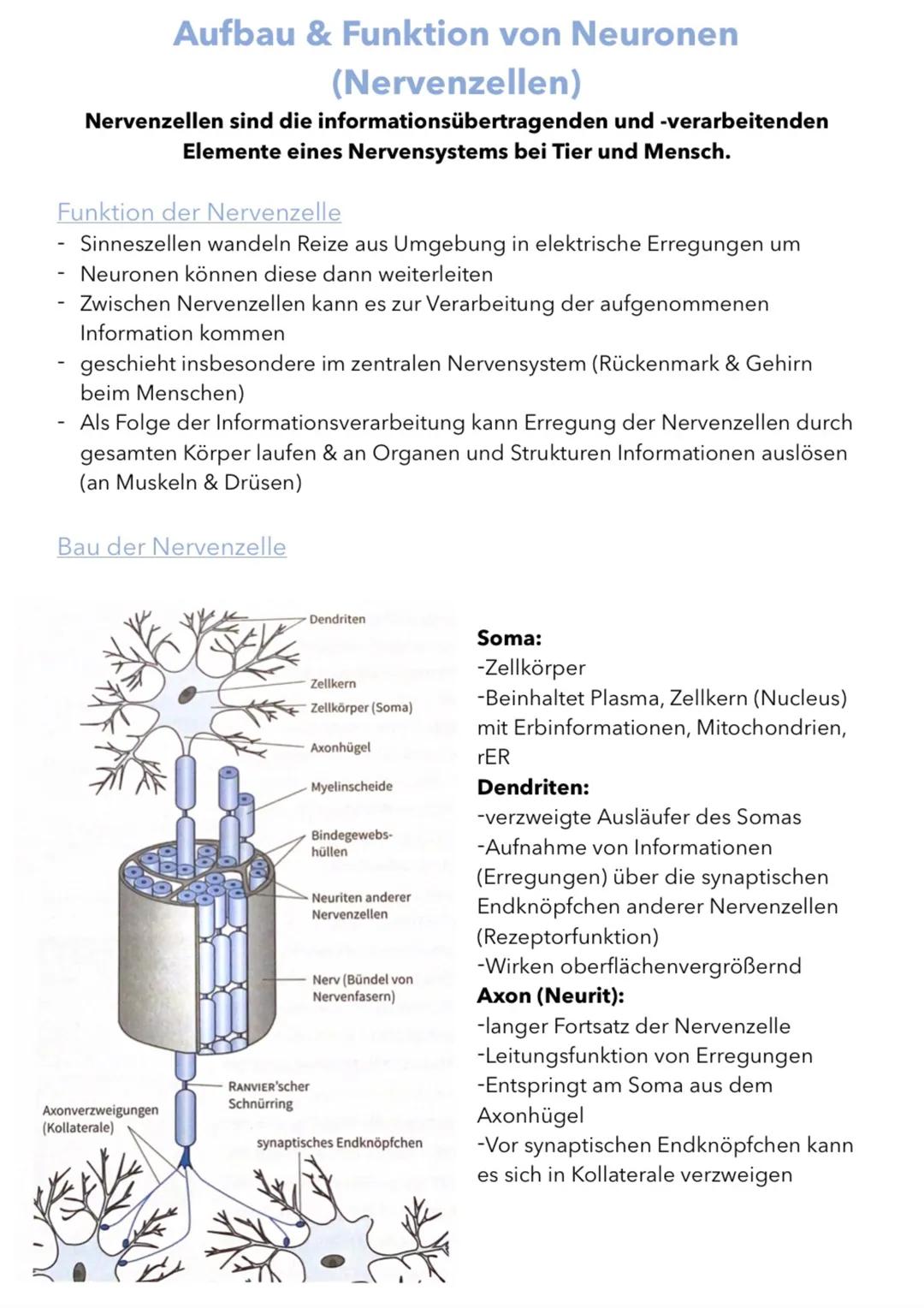 Biologie Lernzettel Abitur 2024 GK