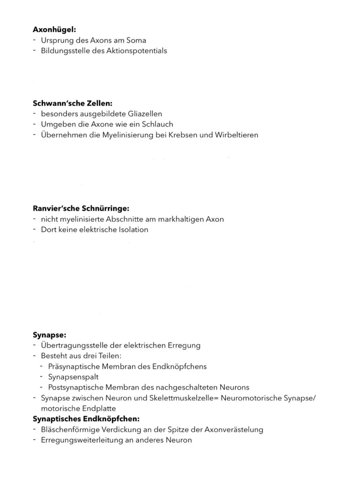 Aufbau & Funktion von Neuronen
(Nervenzellen)
Nervenzellen sind die informationsübertragenden und -verarbeitenden
Elemente eines Nervensyste
