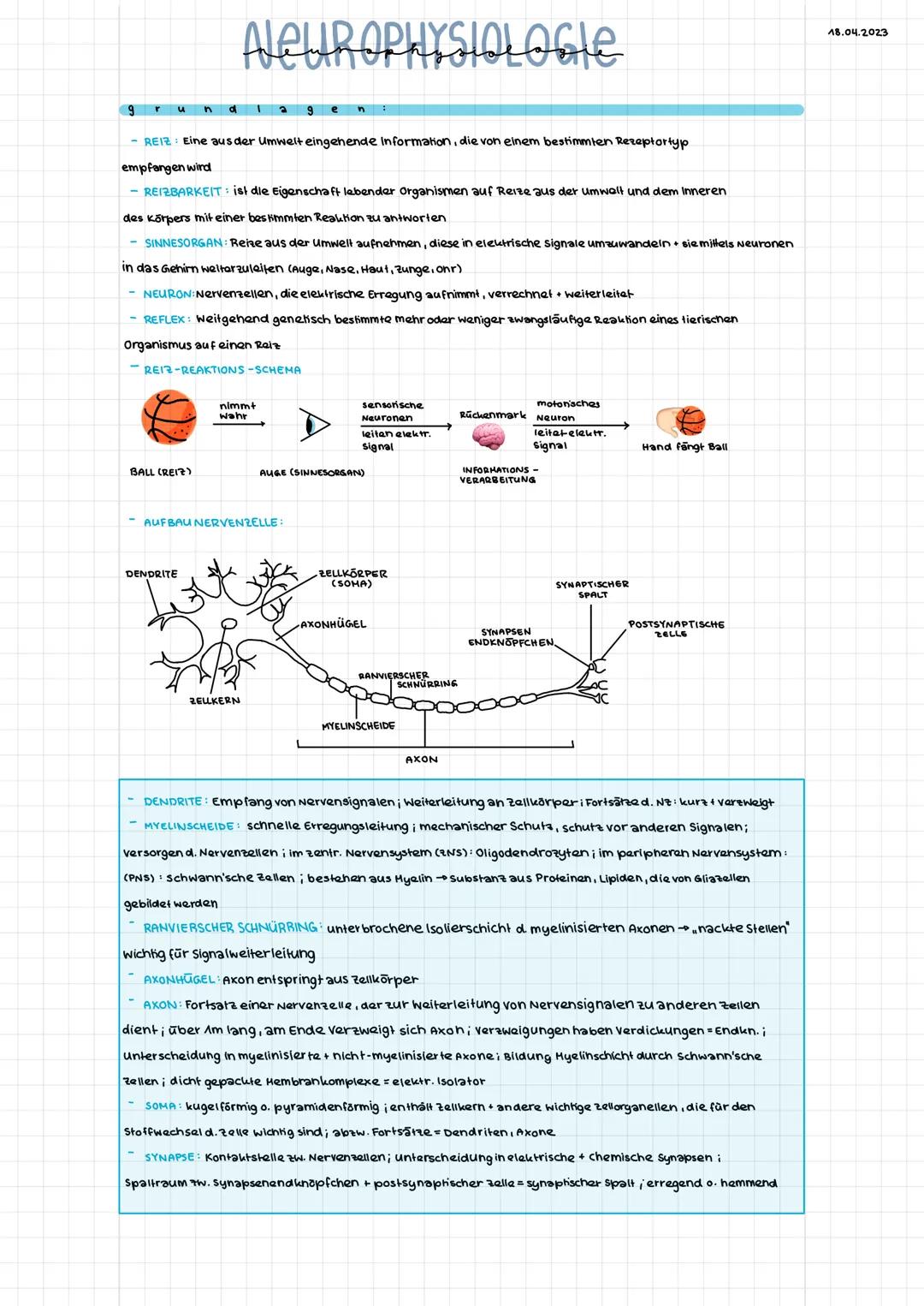 # NEUROPHYSIOLOGIE
9
- REIZ: Eine aus der Umwelt eingehende Information, die von einem bestimmten Rezeptortyp
empfangen wird
- REIZBARKEIT