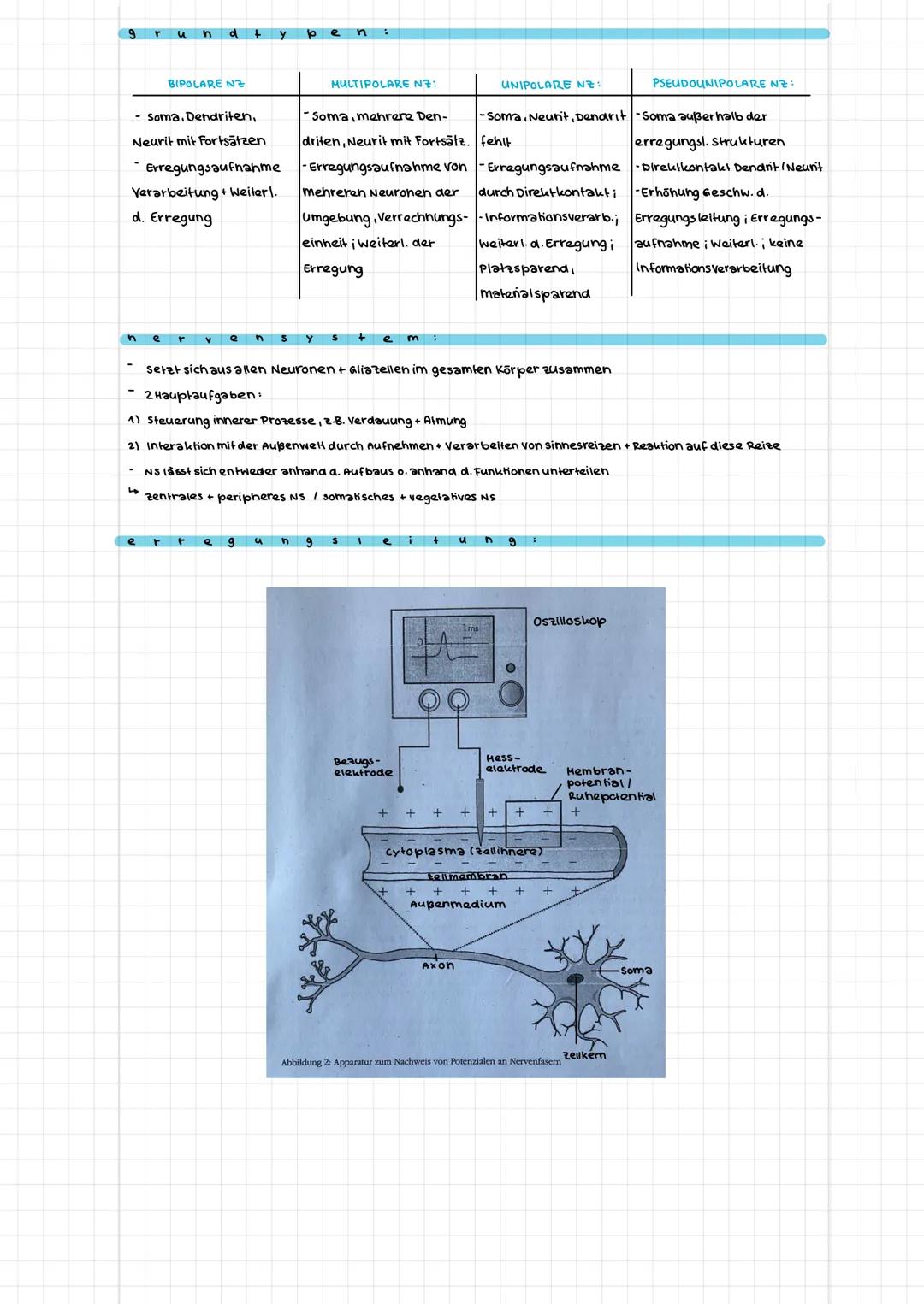 # NEUROPHYSIOLOGIE
9
- REIZ: Eine aus der Umwelt eingehende Information, die von einem bestimmten Rezeptortyp
empfangen wird
- REIZBARKEIT