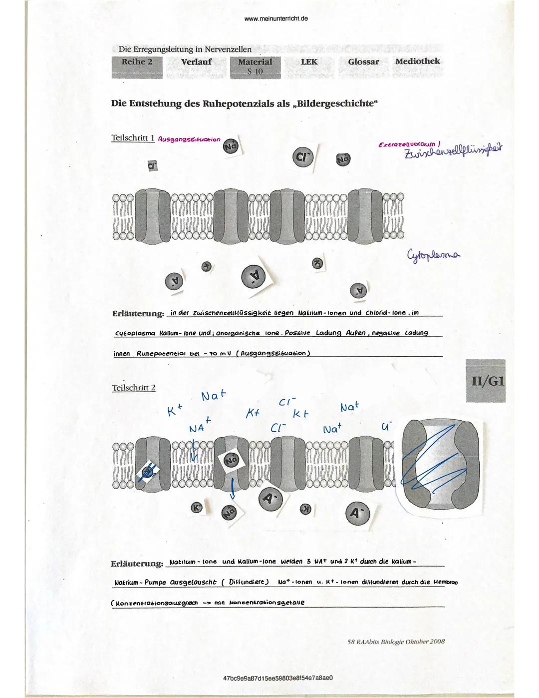 # NEUROPHYSIOLOGIE
9
- REIZ: Eine aus der Umwelt eingehende Information, die von einem bestimmten Rezeptortyp
empfangen wird
- REIZBARKEIT