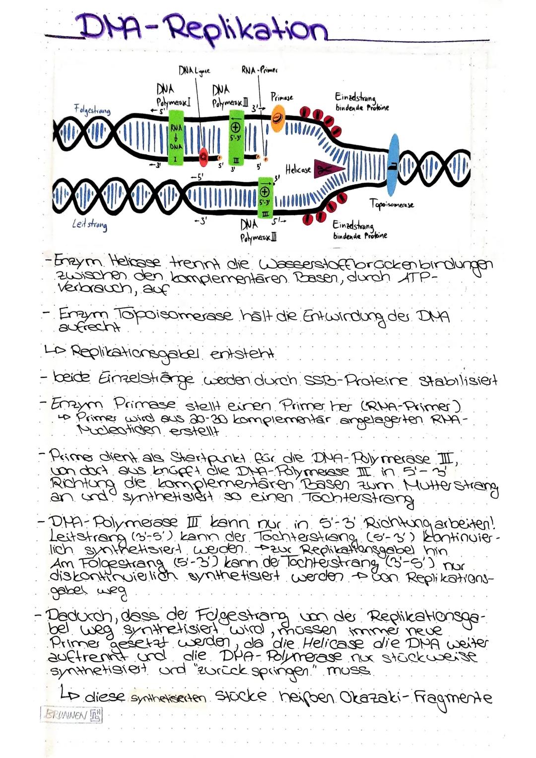 DNA-Replikation.
Hypothesen zum Mechanismus der DNA - Replikation.
konservativ
ᎬᏗ
F2
Eine Tochter DNA wird identisch der Ausgangs- DNA
erste