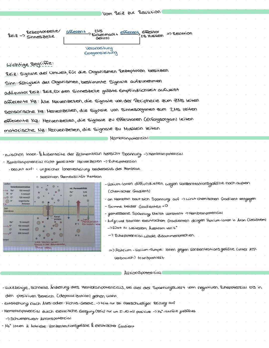 Bau des Neurons
Zellkern
zellplasma, zellmembran
Dendrit
Aufnahme der Erregung &
Weiterleitung zum soma
Axonhügel
weiterleitung der
Erregu