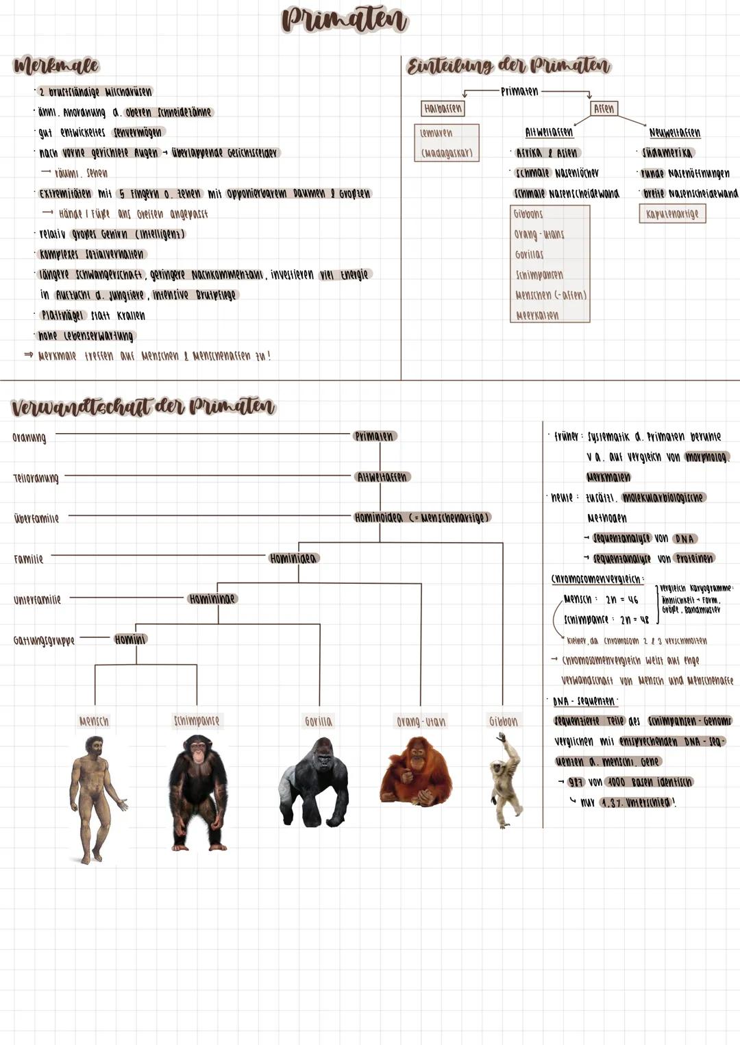 # Primaten
## Merkmale
* 2 brustriänaige Milcharüsen
* änni. Anoranung a. oberen schneideranие
* gut entwickeltes senvermögen
* nac