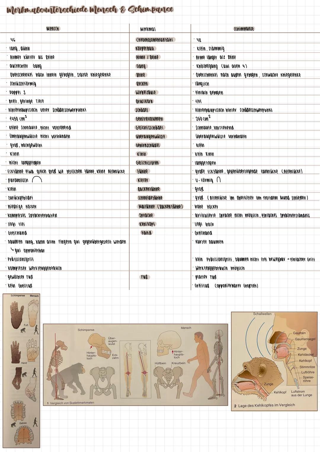 # Primaten
## Merkmale
* 2 brustriänaige Milcharüsen
* änni. Anoranung a. oberen schneideranие
* gut entwickeltes senvermögen
* nac