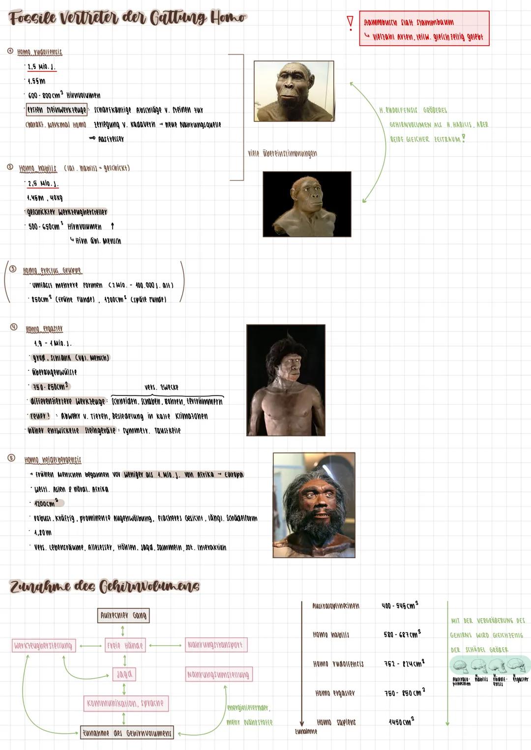 # Primaten
## Merkmale
* 2 brustriänaige Milcharüsen
* änni. Anoranung a. oberen schneideranие
* gut entwickeltes senvermögen
* nac