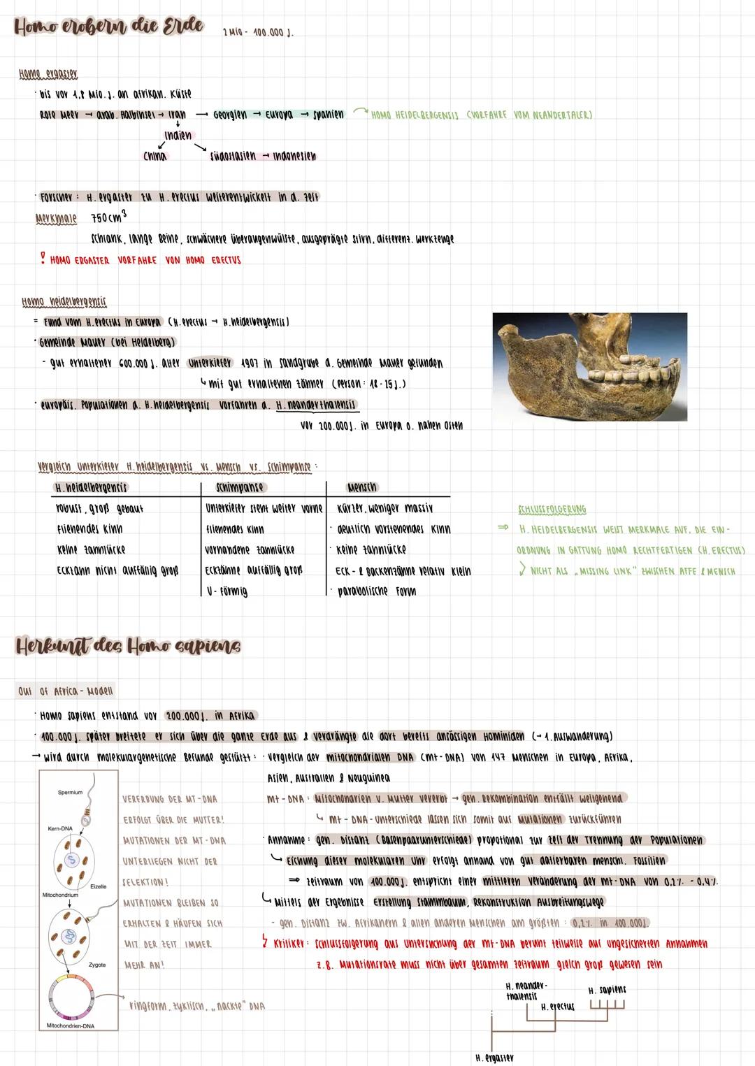 # Primaten
## Merkmale
* 2 brustriänaige Milcharüsen
* änni. Anoranung a. oberen schneideranие
* gut entwickeltes senvermögen
* nac