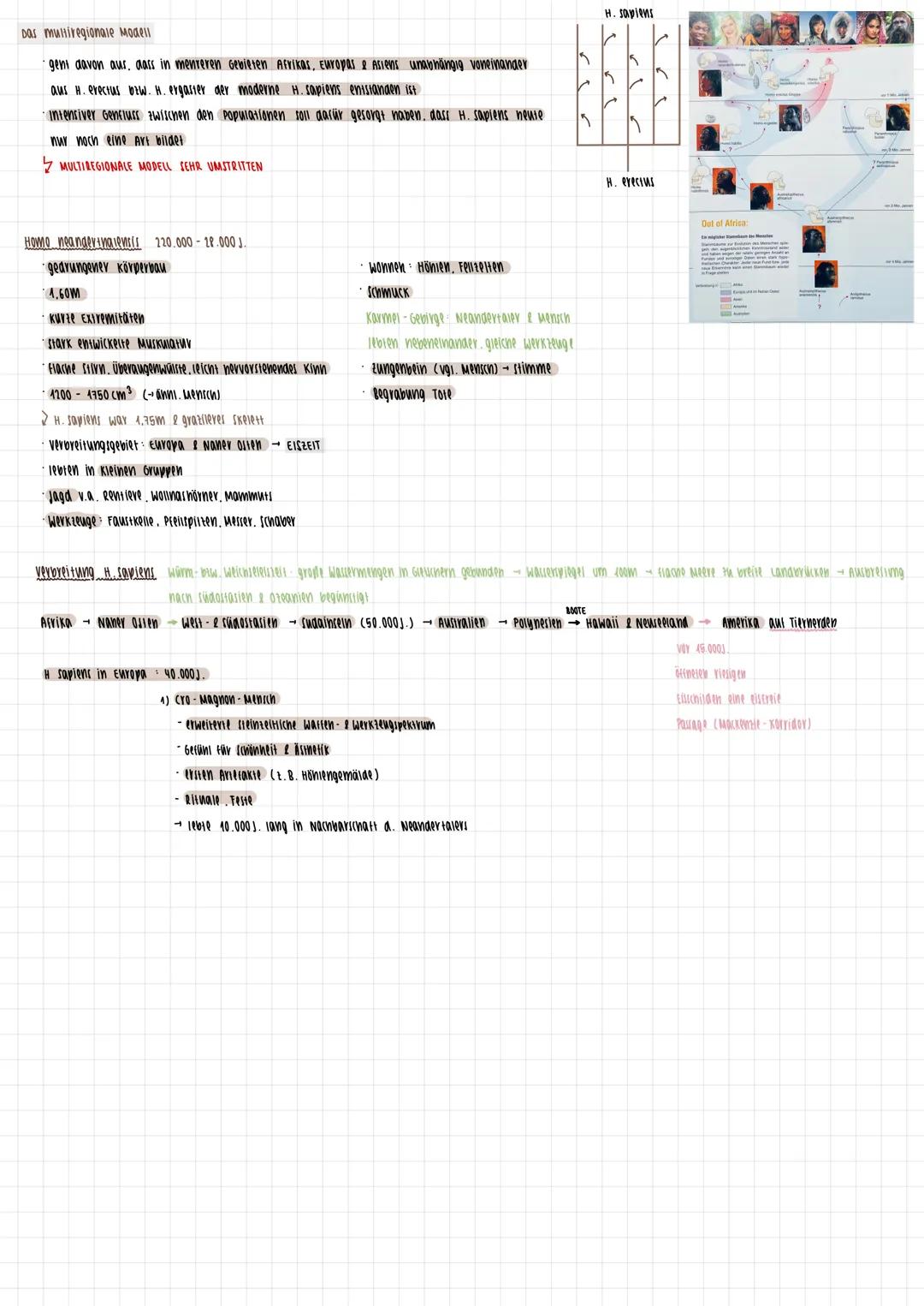 # Primaten
## Merkmale
* 2 brustriänaige Milcharüsen
* änni. Anoranung a. oberen schneideranие
* gut entwickeltes senvermögen
* nac