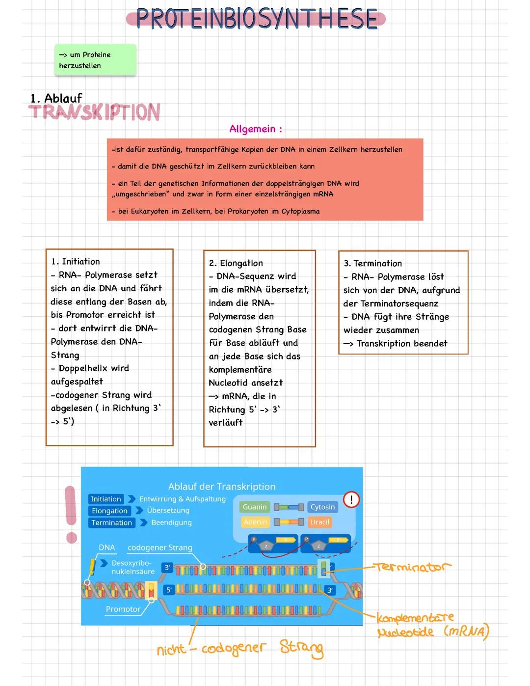 Proteinbiosynthese ( Transkription, Translation ) Abitur Q1/Q2