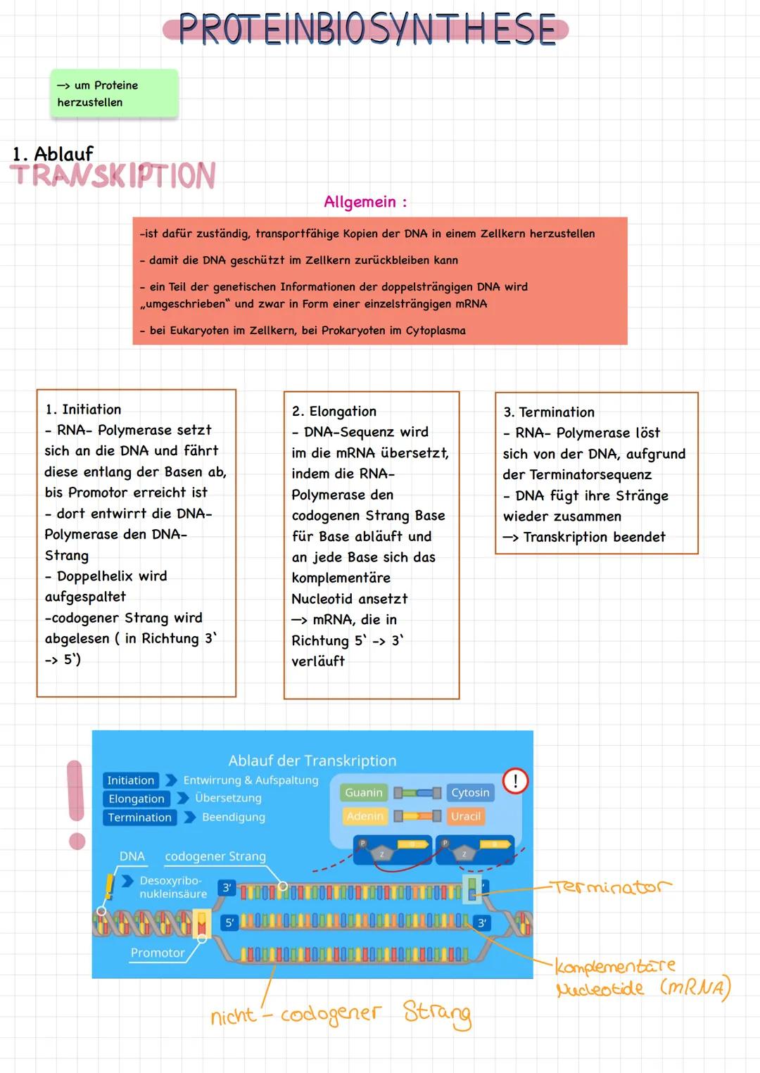 →um Proteine
herzustellen
PROTEINBIOSYNTHESE
1. Ablauf
TRANSKIPTION
Allgemein :
-ist dafür zuständig, transportfähige Kopien der DNA in eine