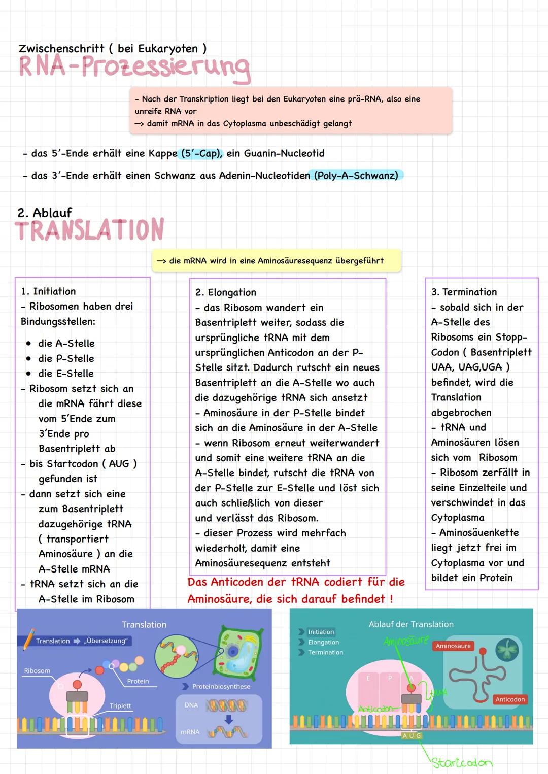 →um Proteine
herzustellen
PROTEINBIOSYNTHESE
1. Ablauf
TRANSKIPTION
Allgemein :
-ist dafür zuständig, transportfähige Kopien der DNA in eine