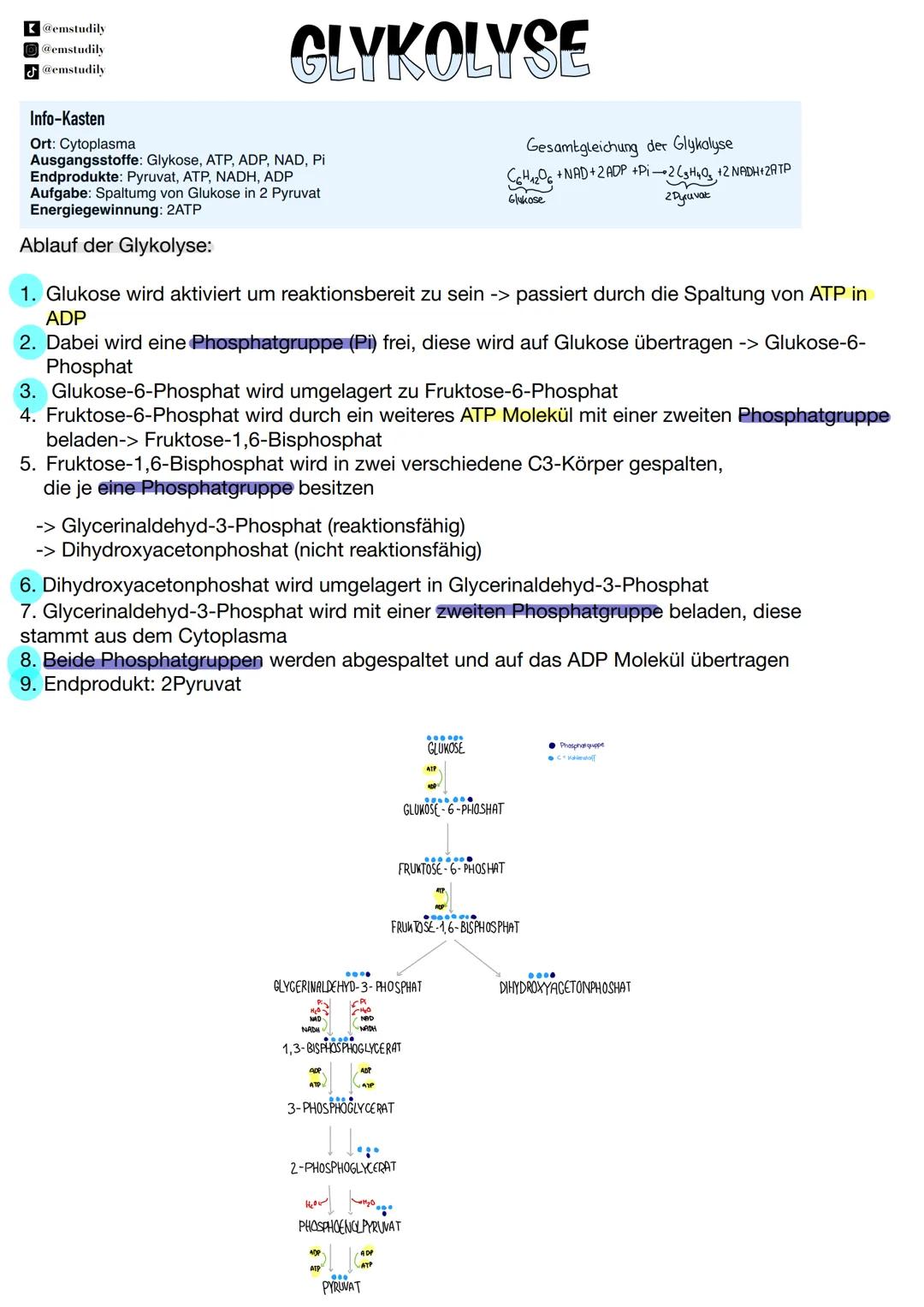 @emstudily
@emstudily
@emstudily
# GLYKOLYSE
Info-Kasten
Ort: Cytoplasma
Ausgangsstoffe: Glykose, ATP, ADP, NAD, Pi
Endprodukte: Pyruvat, AT