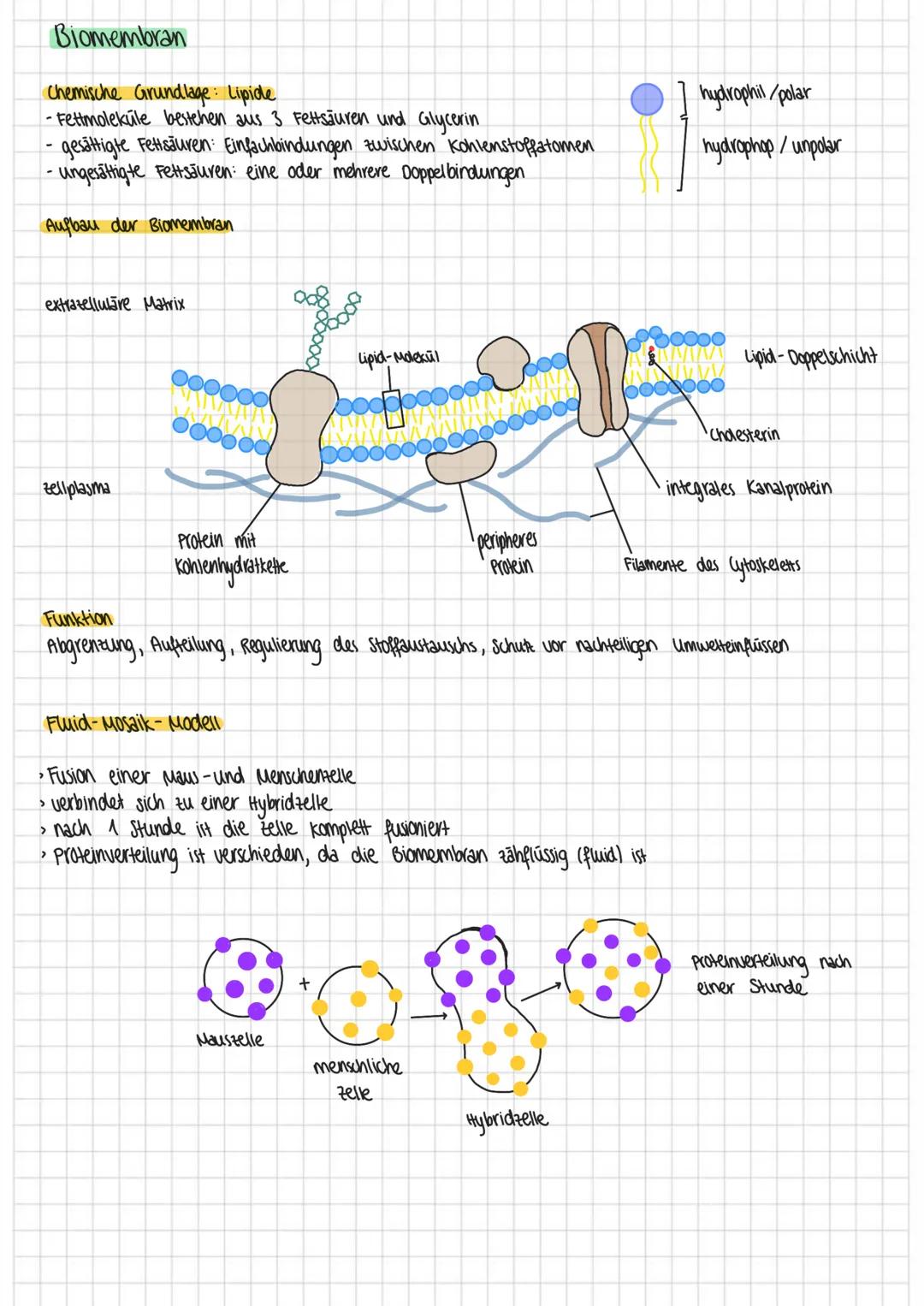# Biomembran
Chemische Grundlage: Lipide
-Fettmolekule bestehen aus 3 Fettsäuren und Glycerin
- gesättigte Fettsäuren Einfachbindungen zwis