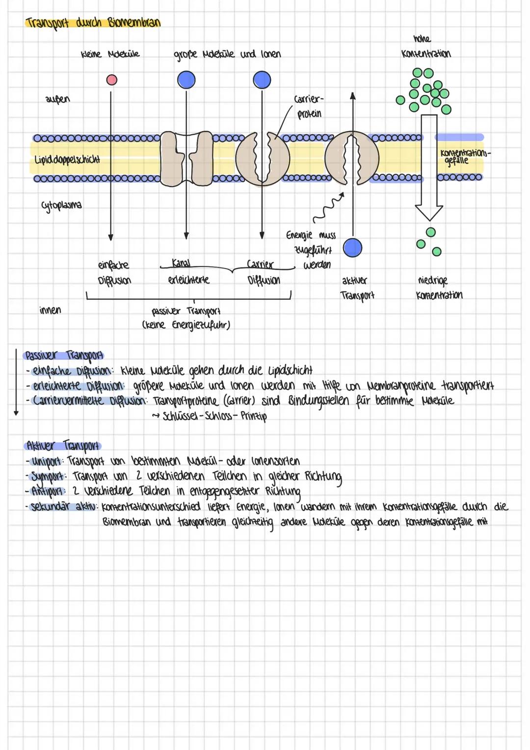 # Biomembran
Chemische Grundlage: Lipide
-Fettmolekule bestehen aus 3 Fettsäuren und Glycerin
- gesättigte Fettsäuren Einfachbindungen zwis