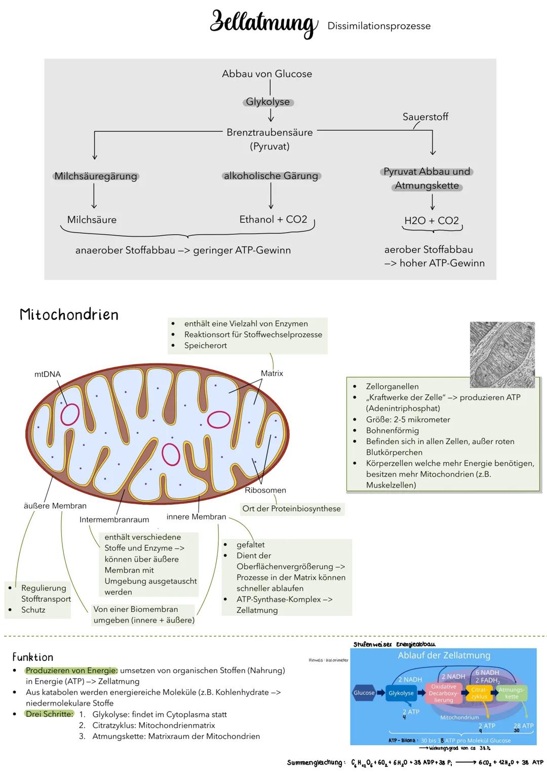 Milchsäuregärung
Milchsäure
Zellatmung
Dissimilationsprozesse
Abbau von Glucose
Glykolyse
↓
Brenztraubensäure
(Pyruvat)
alkoholische Gärung