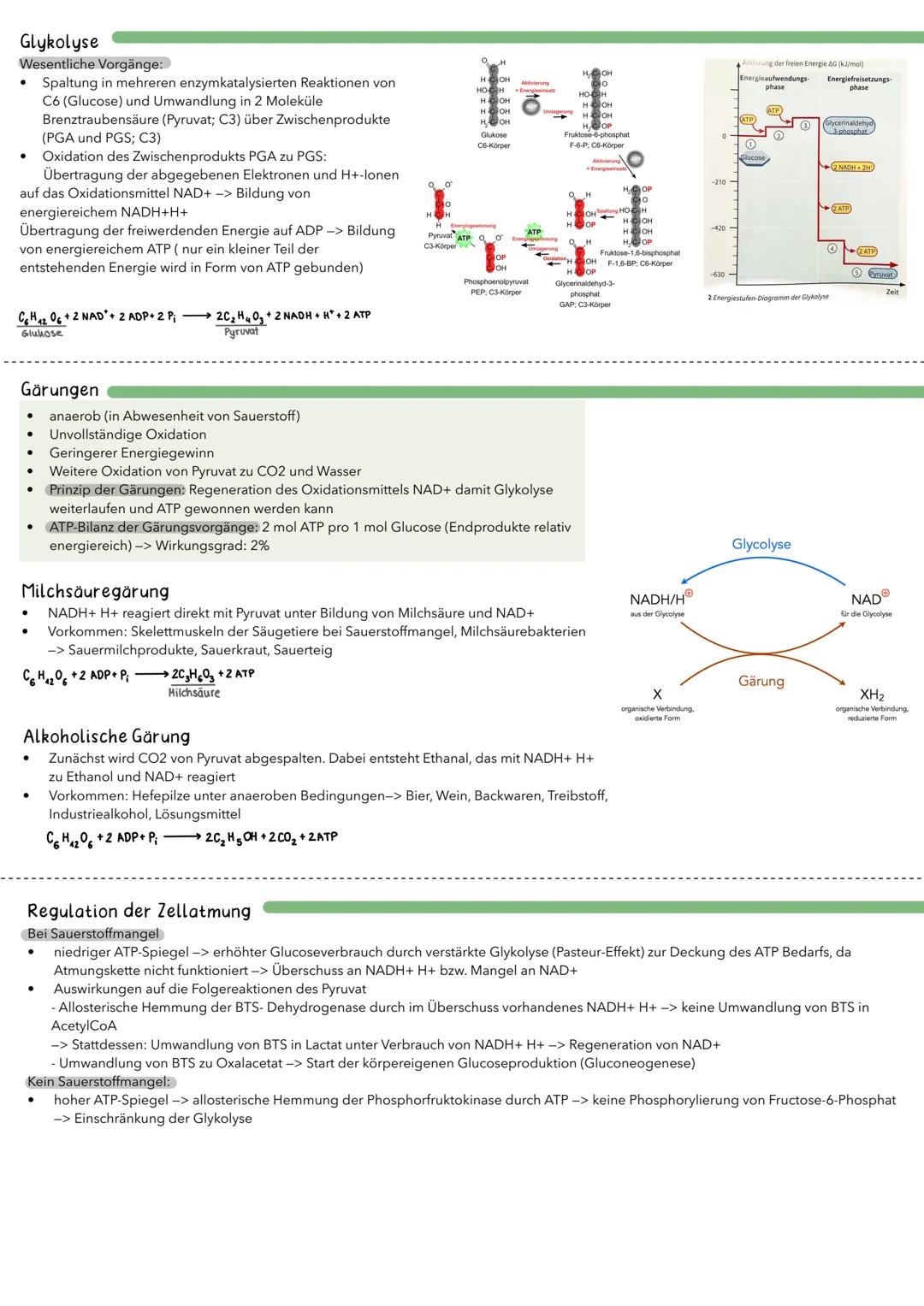 Milchsäuregärung
Milchsäure
Zellatmung
Dissimilationsprozesse
Abbau von Glucose
Glykolyse
↓
Brenztraubensäure
(Pyruvat)
alkoholische Gärung