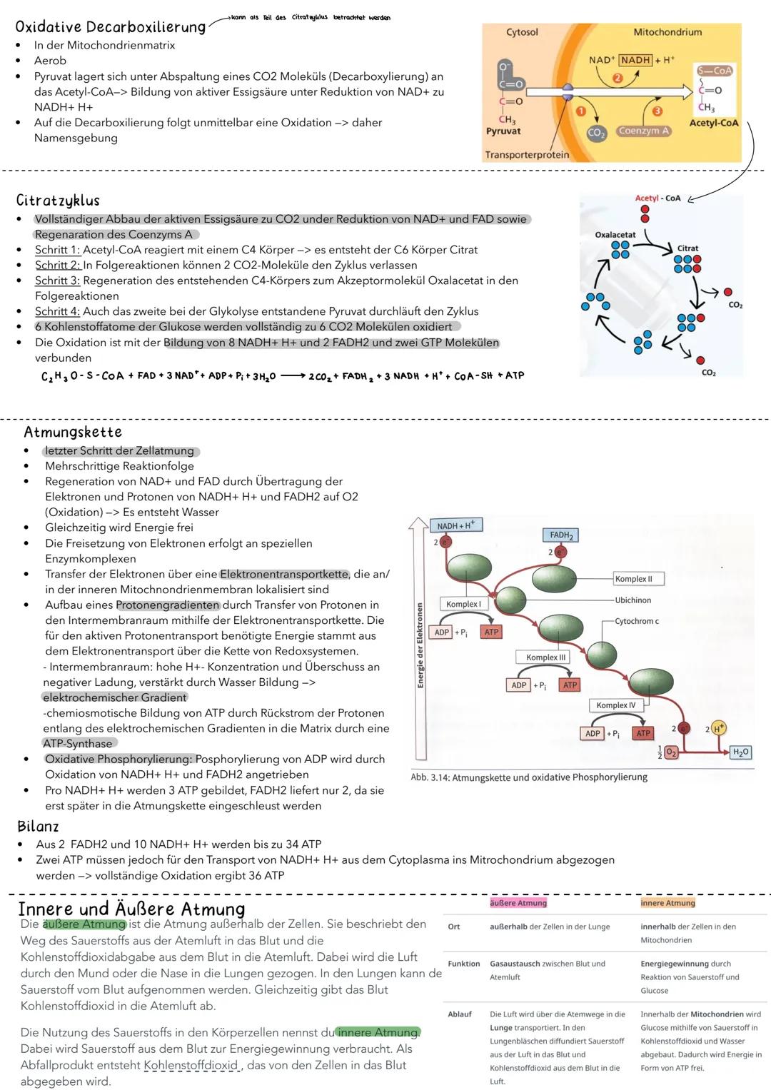 Milchsäuregärung
Milchsäure
Zellatmung
Dissimilationsprozesse
Abbau von Glucose
Glykolyse
↓
Brenztraubensäure
(Pyruvat)
alkoholische Gärung