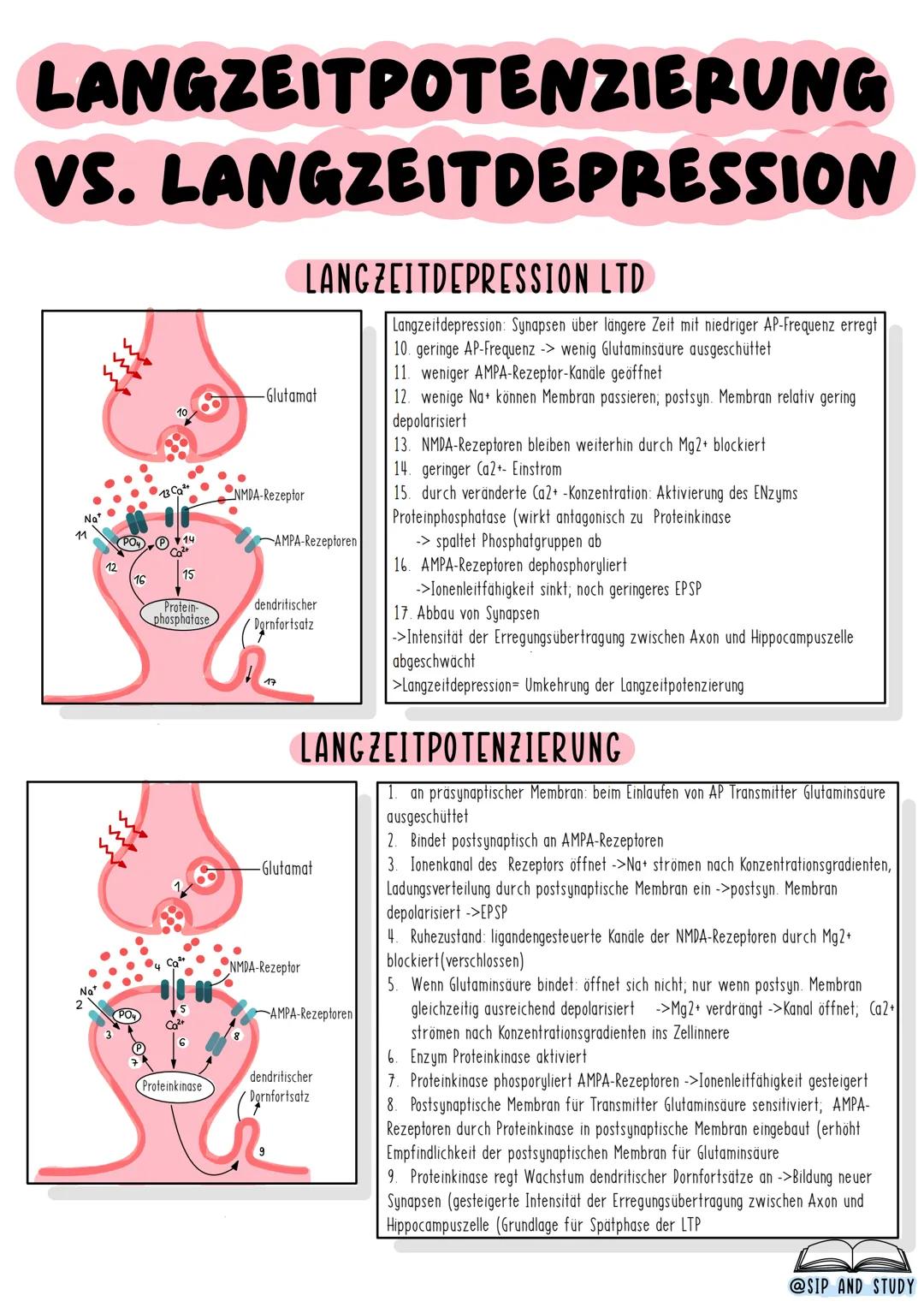 # LANGZEITPOTENZIERUNG
VS. LANGZEITDEPRESSION
LANGZEITDEPRESSION LTD
-Glutamat
NMDA-Rezeptor
PO14
AMPA-Rezeptoren
12
15
16
Protein-