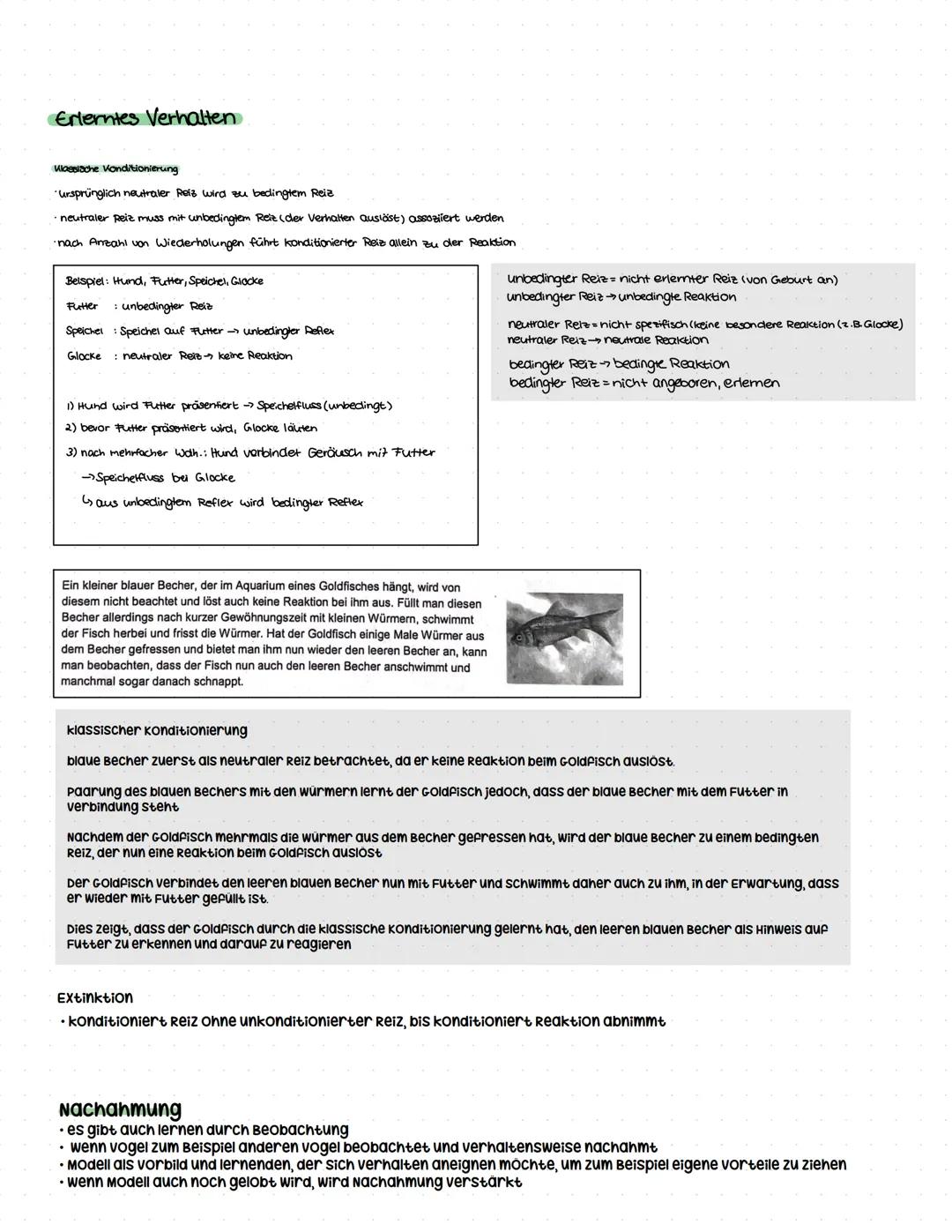 - second-messenger-vorgänge (Prinzip)
## Q3.2 Verhaltensbiologie (5 Wochen)
grundlegendes Niveau (Grundkurs und Leistungskurs)
- Attrappe