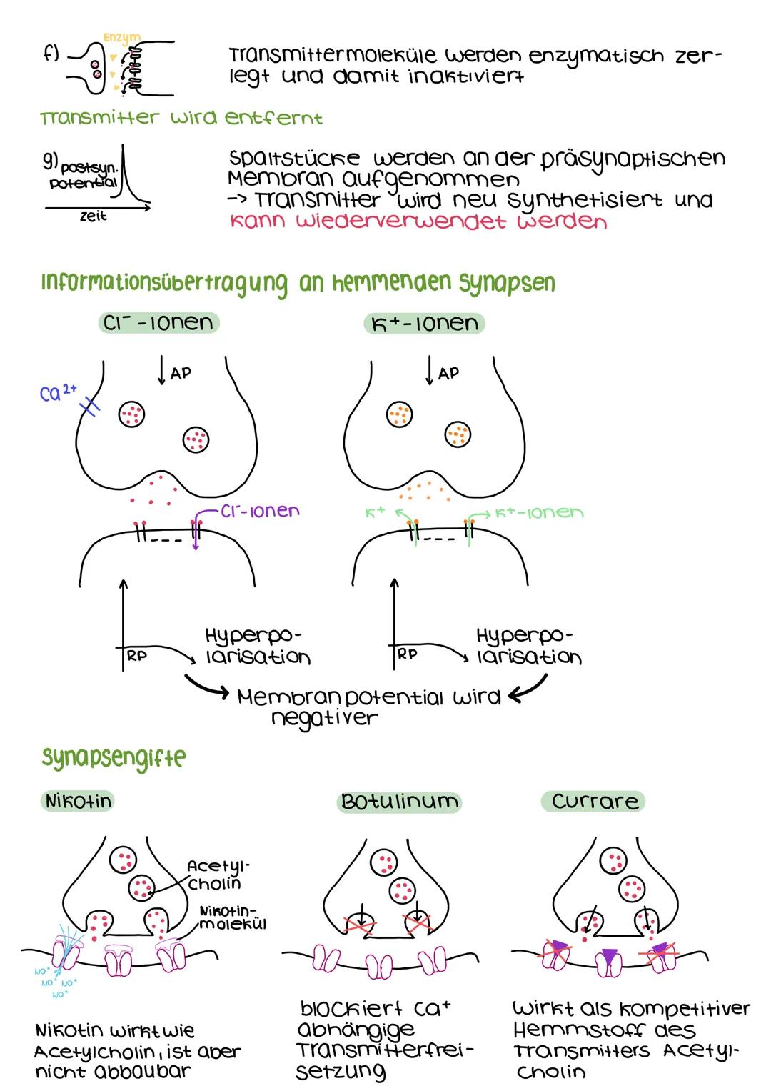 calcium-Ionen-
Kanäle Ca2+
Synapse
"Ca²
.
Enzym zur
Spaltung von
Transmittern
synaptischer
Spalt
00
vesikel
Neuronentransmitter
-präsynaptis