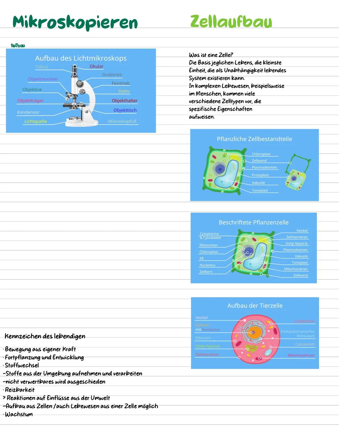 Lernzettel zum Mikroskopieren und dem Zellaufbau