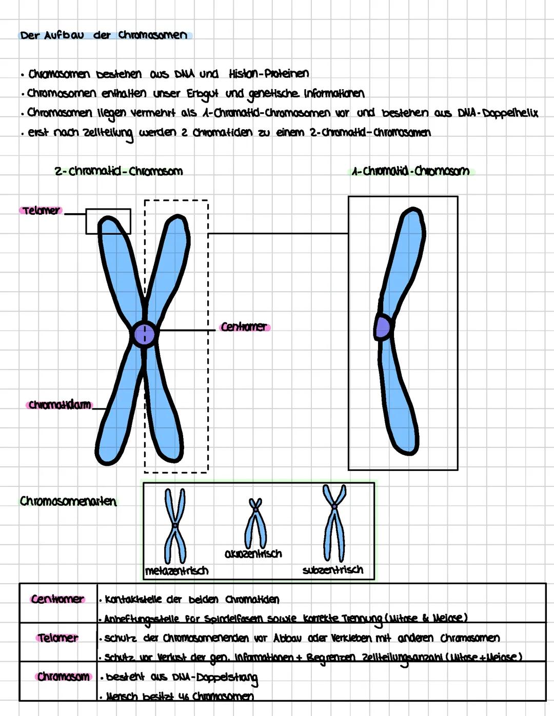 Chromosomen