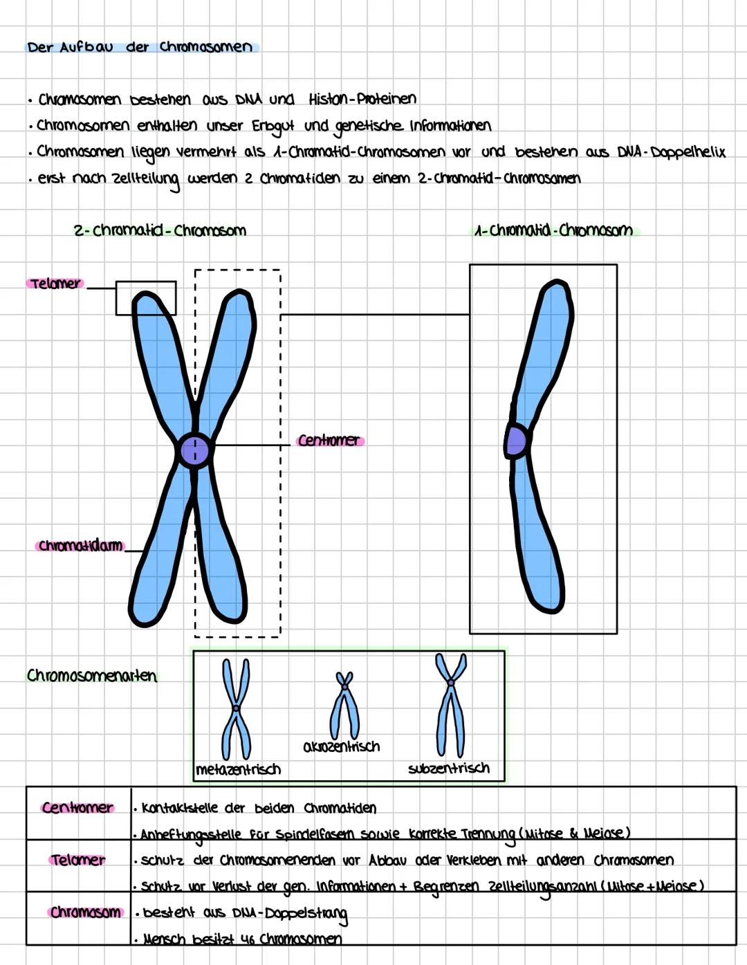 Der Aufbau der Chromosomen
• Chromosomen bestehen aus DNA und Histon-Proteinen
• Chromosomen enthalten unser Erbgut und genetische Informati