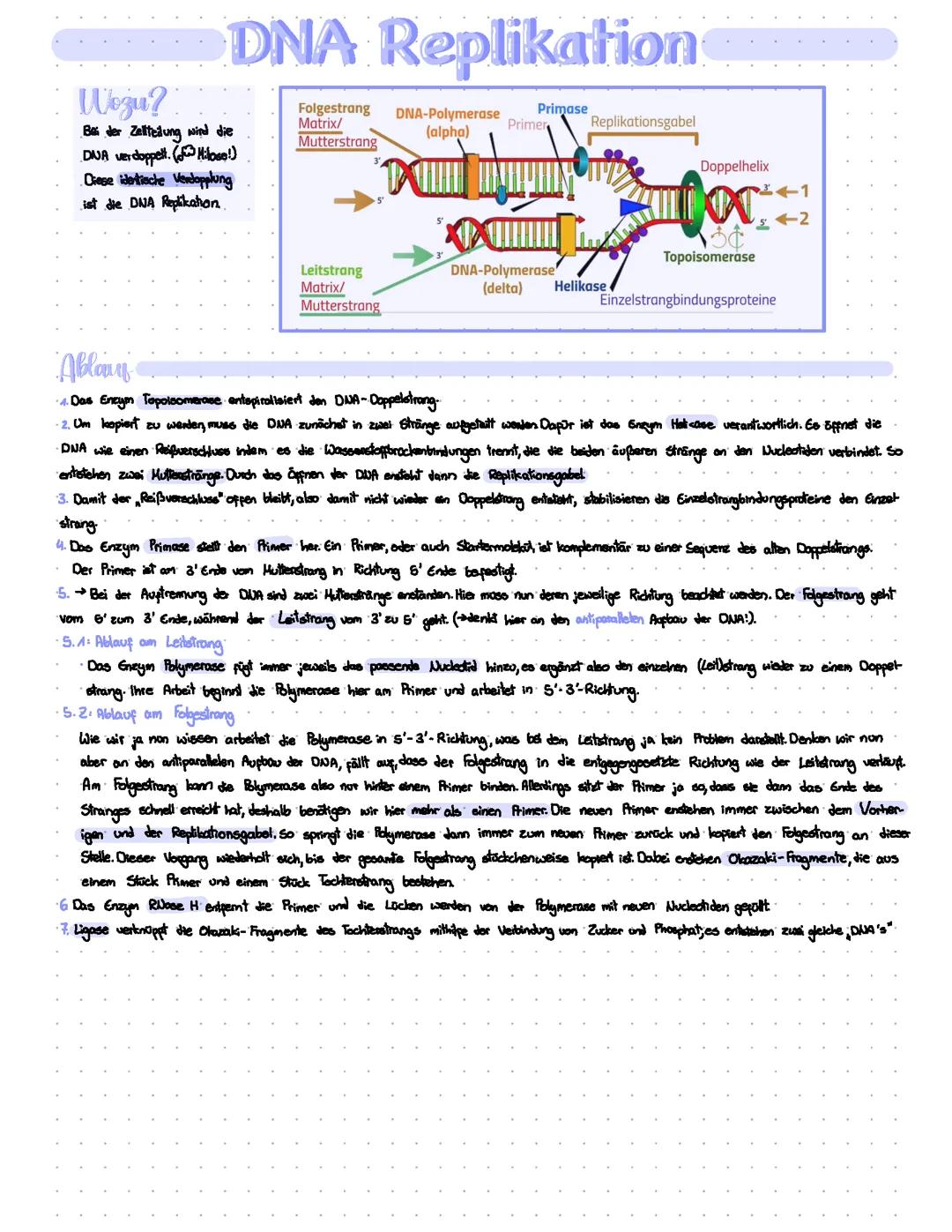 DNA Replikation