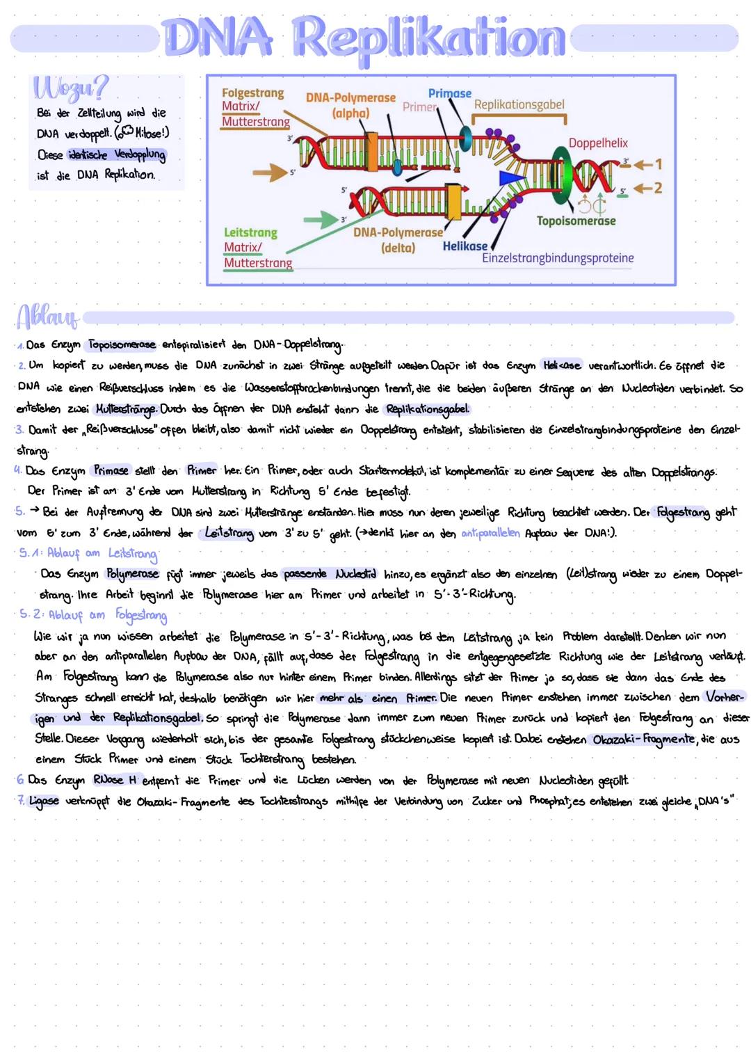 Wogu?
DNA Replikation
Bei der Zellteilung wird die
DNA verdoppelt. (Mitose!)
1. Diese identische Verdopplung
ist die DNA Replikation.
Folges