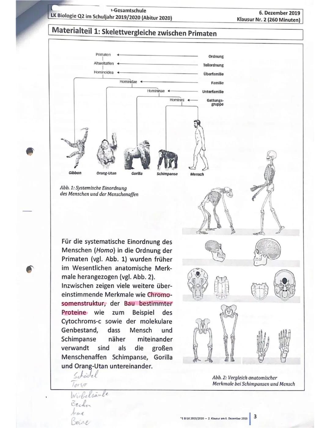 Gesamtschule
LK Biologie Q2 im Schuljahr 2019/2020 (Abitur 2020)
6. Dezember 2019
Klausur Nr. 2 (260 Minuten)
Erster Teil: Skelettvergleich