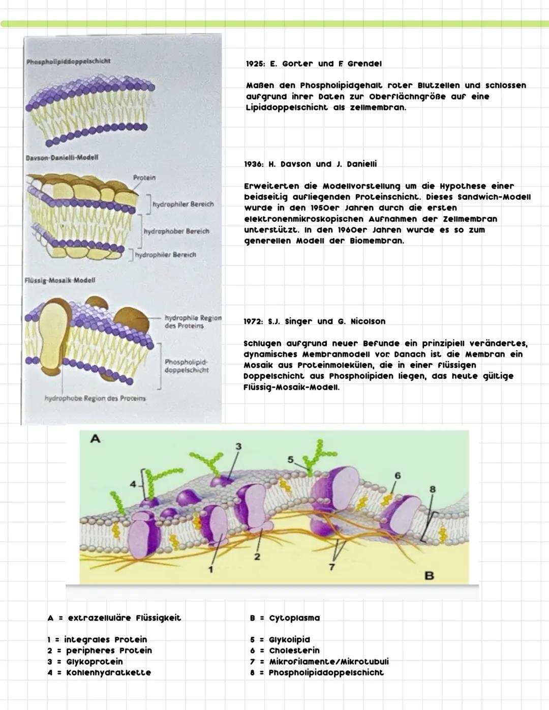 .
.
Zelle:
Cytologie
= lat. cellula = Kämmerchen
= kleinste Bau- und Funktionseinheit aller Lebewesen
= Unterste biologische strukturebene,