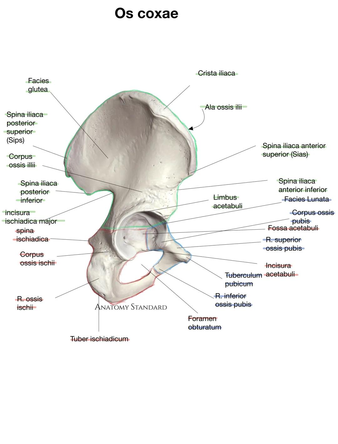 Facies
glutea
Spina iliaca
posterior
superior
(Sips)
Corpus
ossis illii
Os coxae
Crista iliaca
Ala ossis ilii-
Spina iliaca anterior
superio