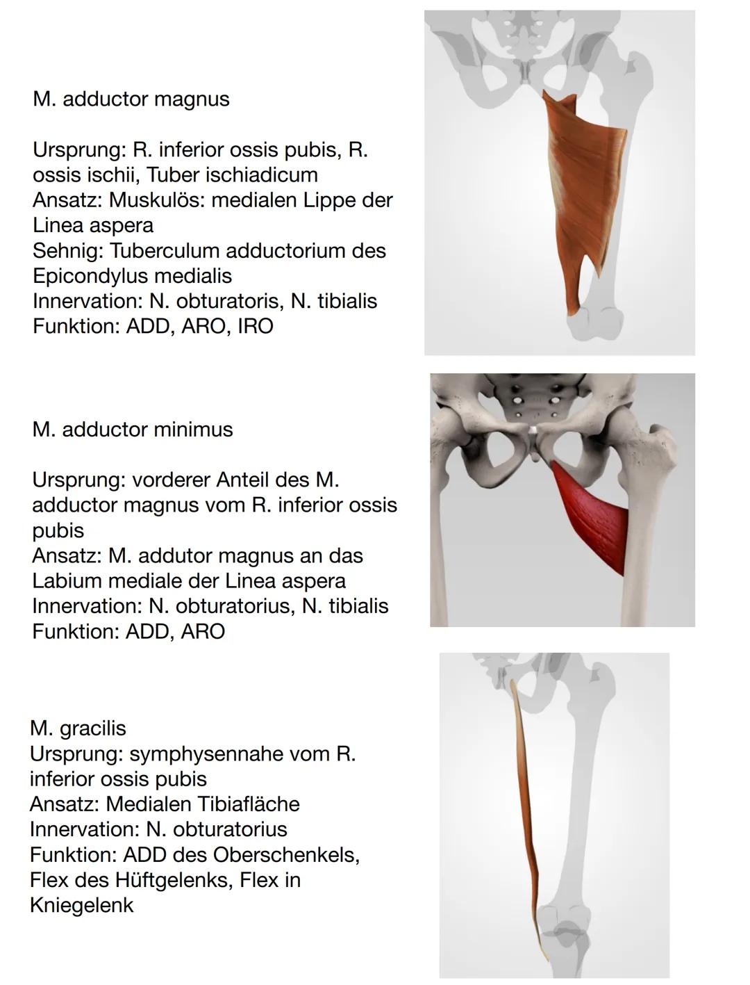 Facies
glutea
Spina iliaca
posterior
superior
(Sips)
Corpus
ossis illii
Os coxae
Crista iliaca
Ala ossis ilii-
Spina iliaca anterior
superio