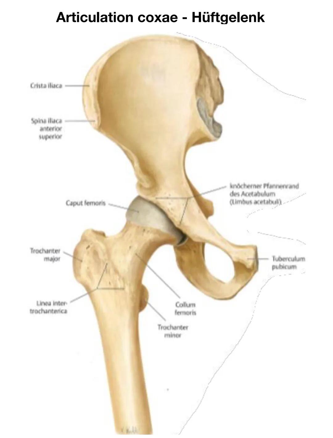 Facies
glutea
Spina iliaca
posterior
superior
(Sips)
Corpus
ossis illii
Os coxae
Crista iliaca
Ala ossis ilii-
Spina iliaca anterior
superio