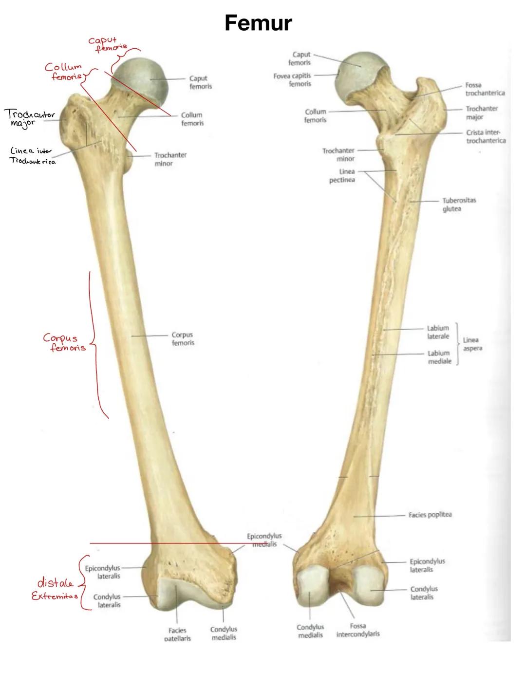 Facies
glutea
Spina iliaca
posterior
superior
(Sips)
Corpus
ossis illii
Os coxae
Crista iliaca
Ala ossis ilii-
Spina iliaca anterior
superio