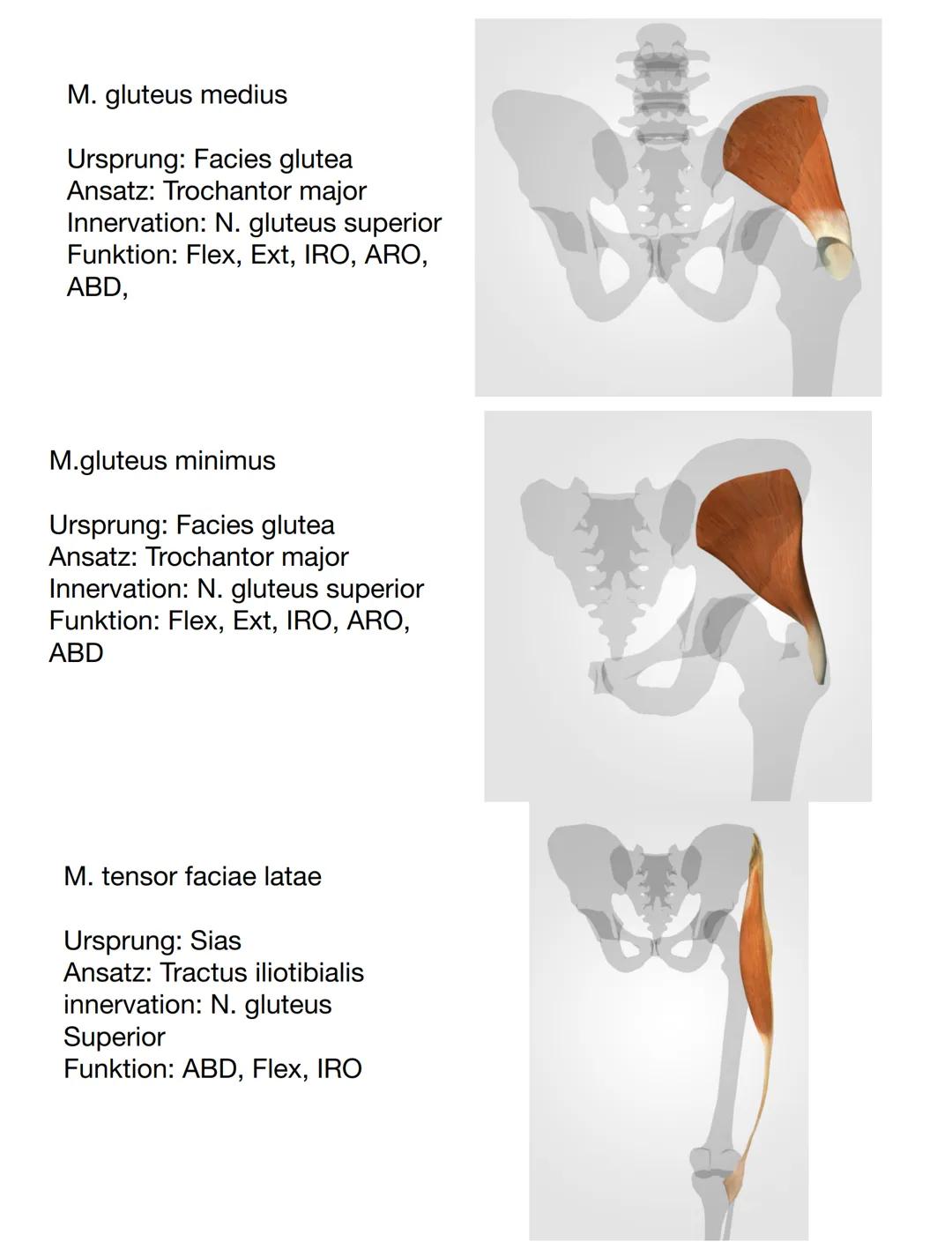 Facies
glutea
Spina iliaca
posterior
superior
(Sips)
Corpus
ossis illii
Os coxae
Crista iliaca
Ala ossis ilii-
Spina iliaca anterior
superio