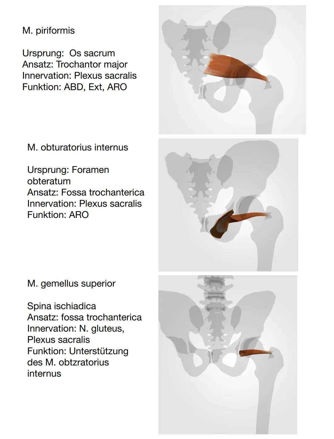 Facies
glutea
Spina iliaca
posterior
superior
(Sips)
Corpus
ossis illii
Os coxae
Crista iliaca
Ala ossis ilii-
Spina iliaca anterior
superio