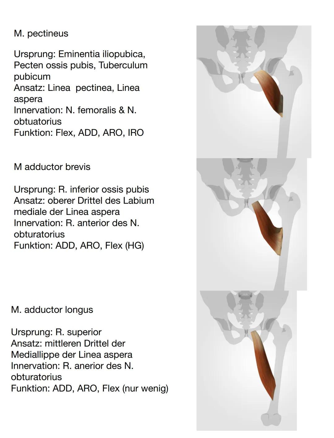 Facies
glutea
Spina iliaca
posterior
superior
(Sips)
Corpus
ossis illii
Os coxae
Crista iliaca
Ala ossis ilii-
Spina iliaca anterior
superio