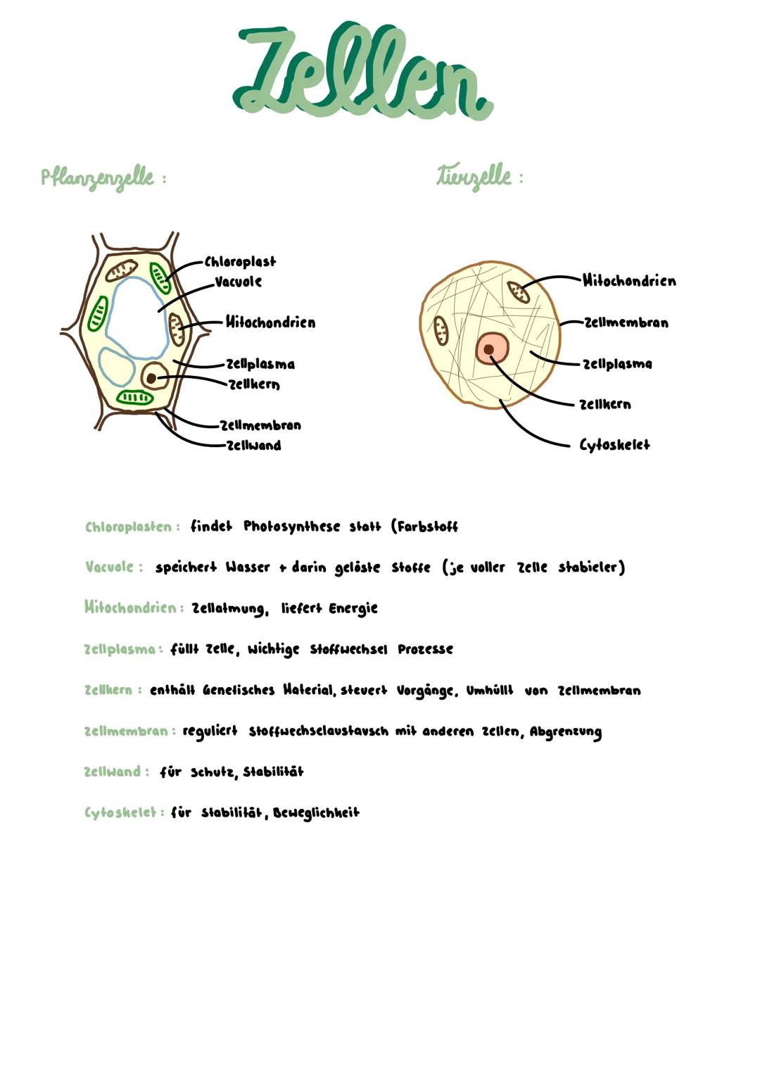 Zellen
Pflanzenzelle:
-Chloroplast
-Vacuole
-Mitochondrien
-Zellplasma
-Zellkern
-Zellmembran
-Zellwand
Tierzelle:
-Mitochondrien
-Zellm